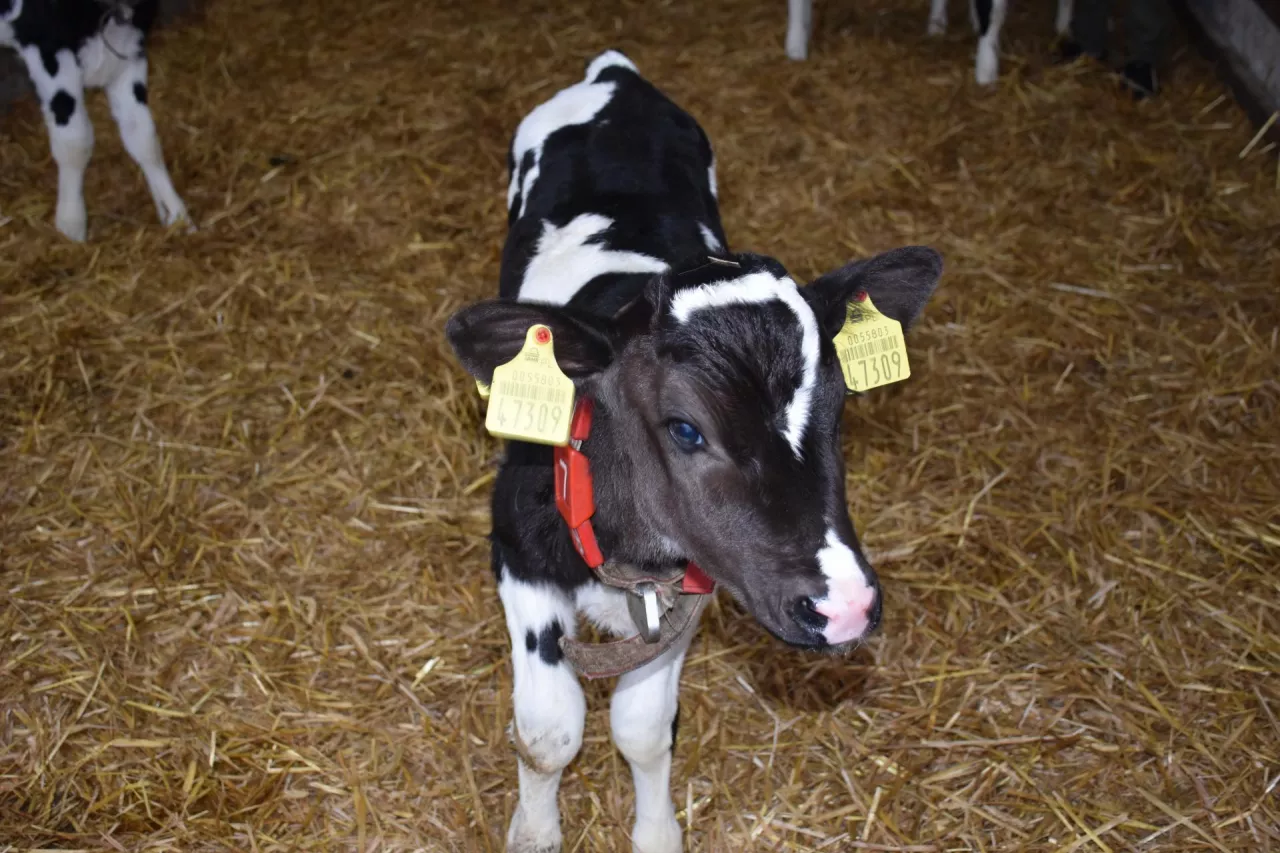 cielak, krowa, młoda krowa biało-czerwona