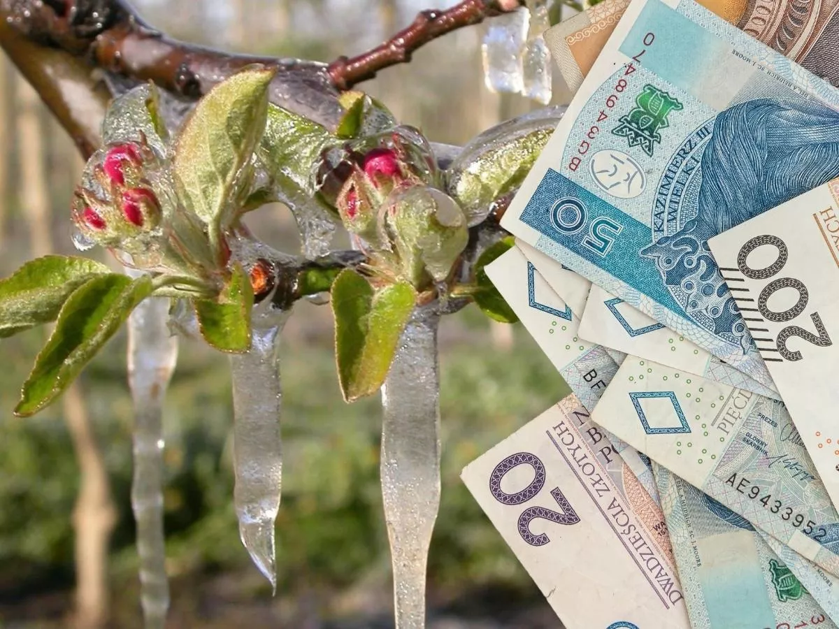 2400 zł do hektara. Ruszył nabór w ARiMR. Kto może dostać pomoc? [LISTA UPRAW]