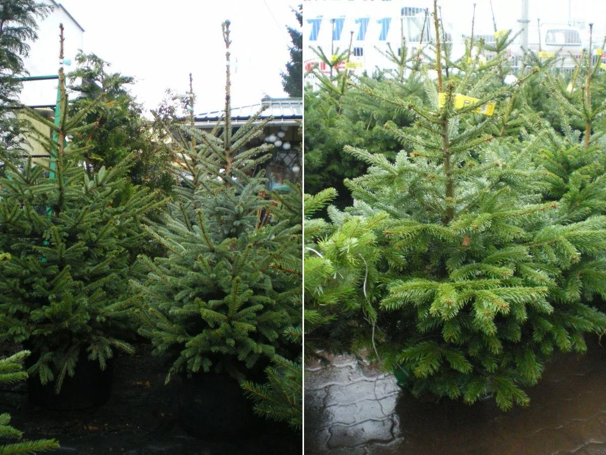 Jak dbać o choinkę, żeby nie zgubiła igieł? Proste zasady