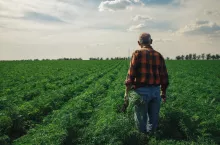 Rear view of senior farmer in field examining the carrots.