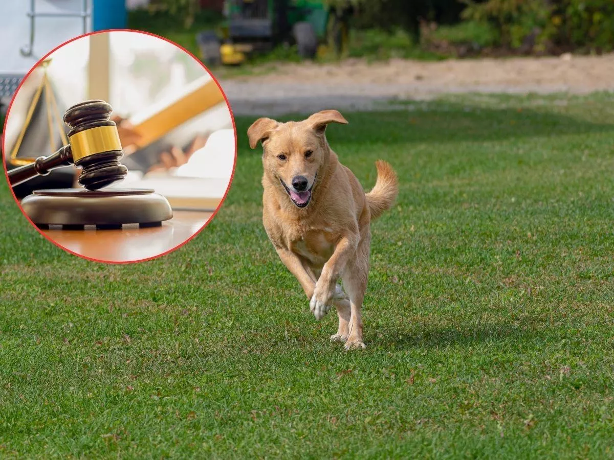 Sąsiad nie daje spokoju rolnikowi. Sprawdź, kiedy grozi mu kara