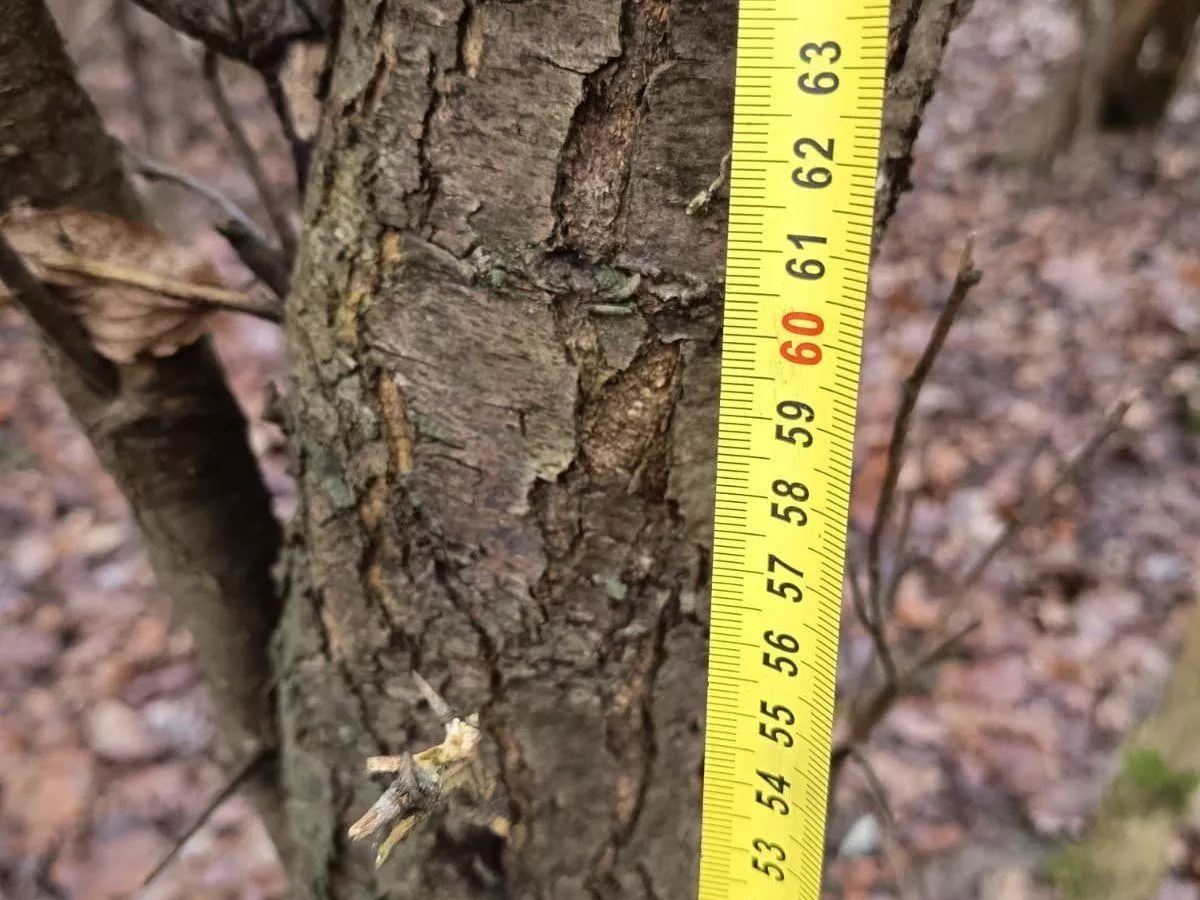 Szukaj na drzewach larw i gąsienic. Teraz możesz ograniczyć szkodniki