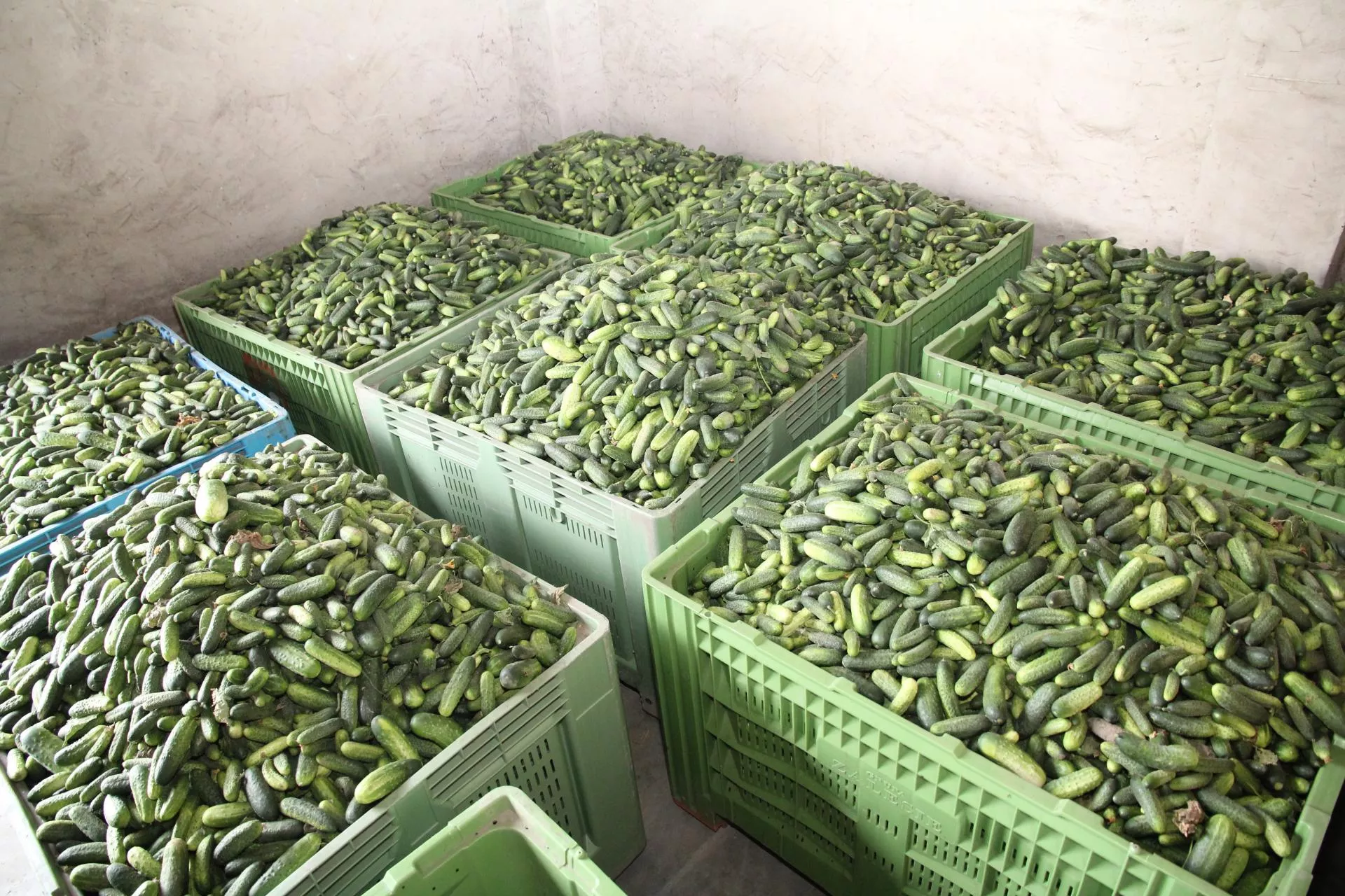 Jak nawozić ogórki, żeby mieć wyższy plon? Rolnicy dostaną gotowe recepty [WEBINARIUM]