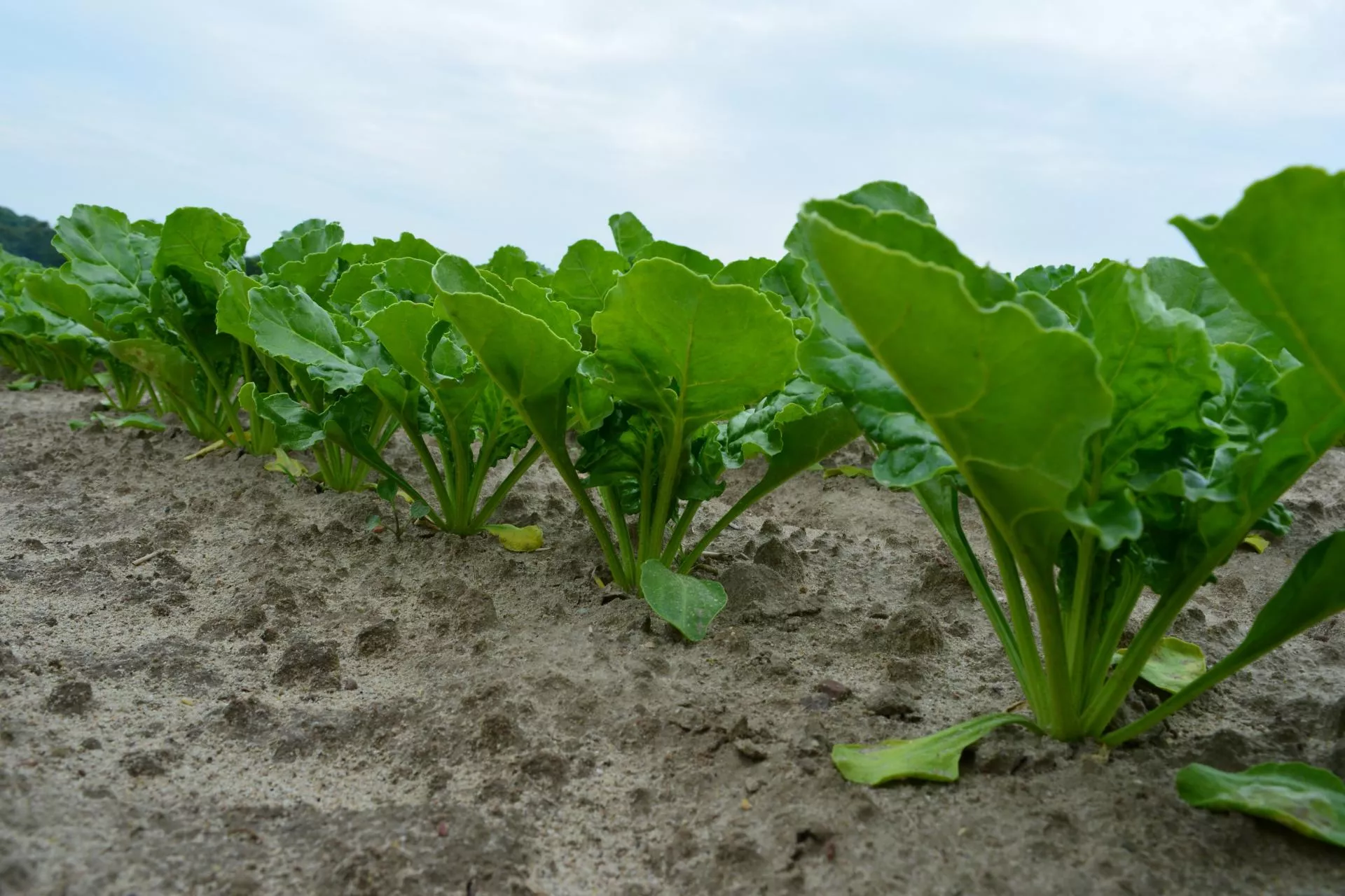 Groźne choroby buraka cukrowego tuż za granicą Polski. Straty sięgają choćby 100%