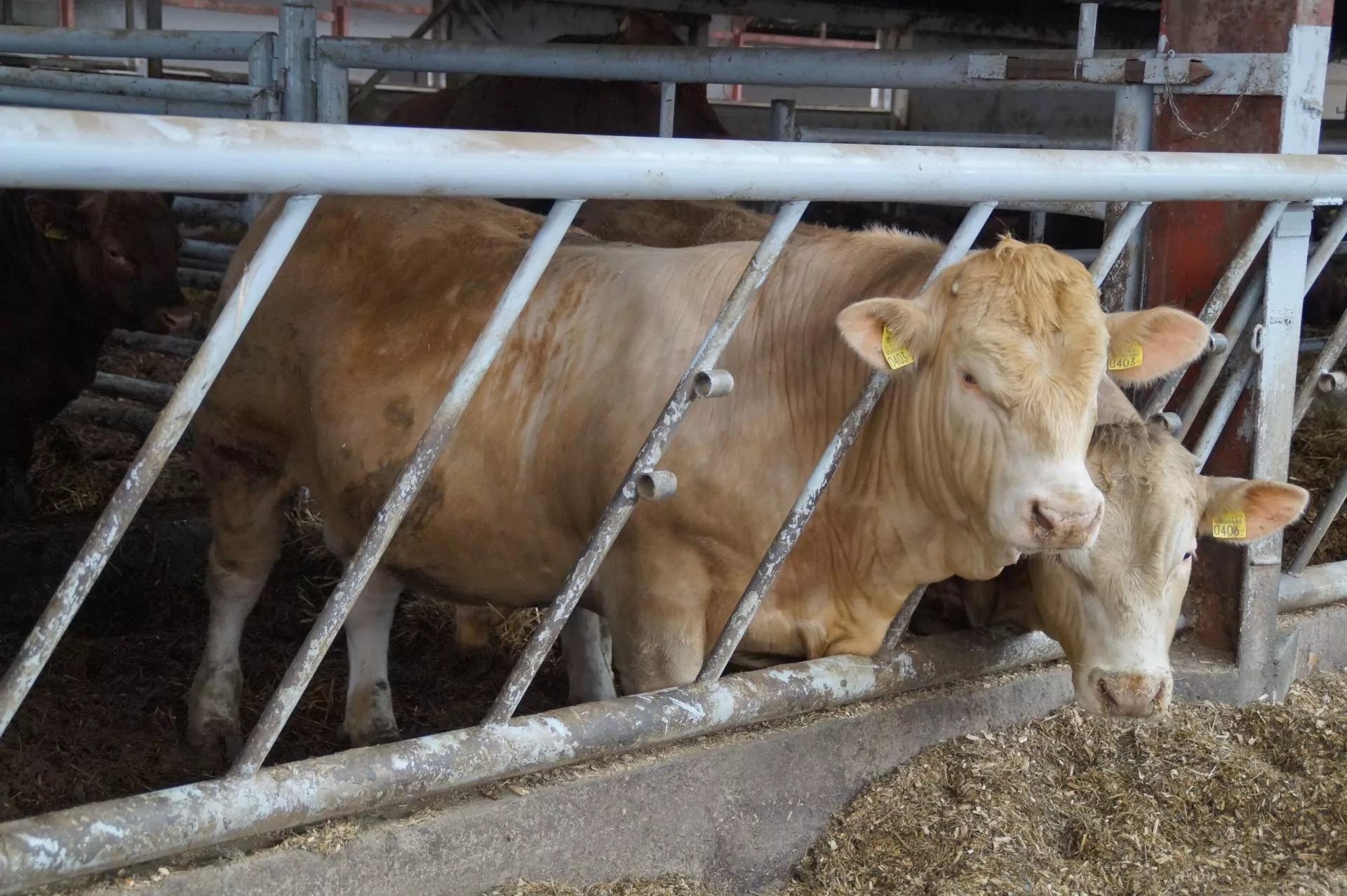 Krowy tańsze choćby o 1,10 zł. Jakie są aktualne ceny bydła? [SONDA]