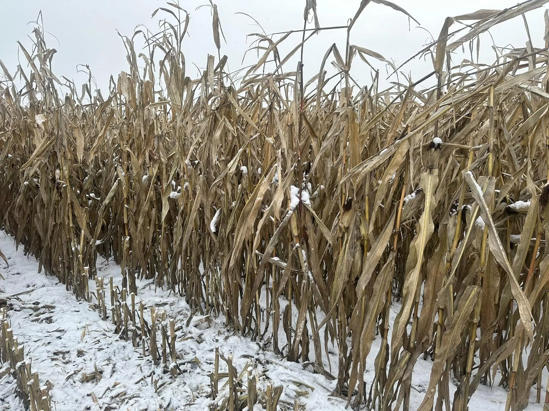 Kukurydza przez cały czas stoi. Niezebrana choćby połowa [RAPORT Z PÓL]