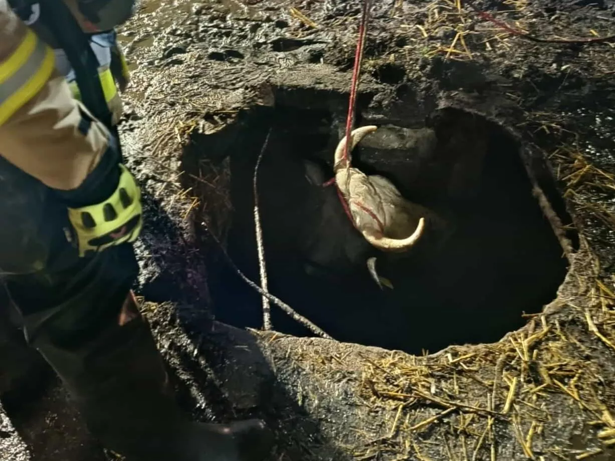 Cielna krowa wpadła do szamba. Strażacy wyciągali ją ładowarką i ciągnikiem