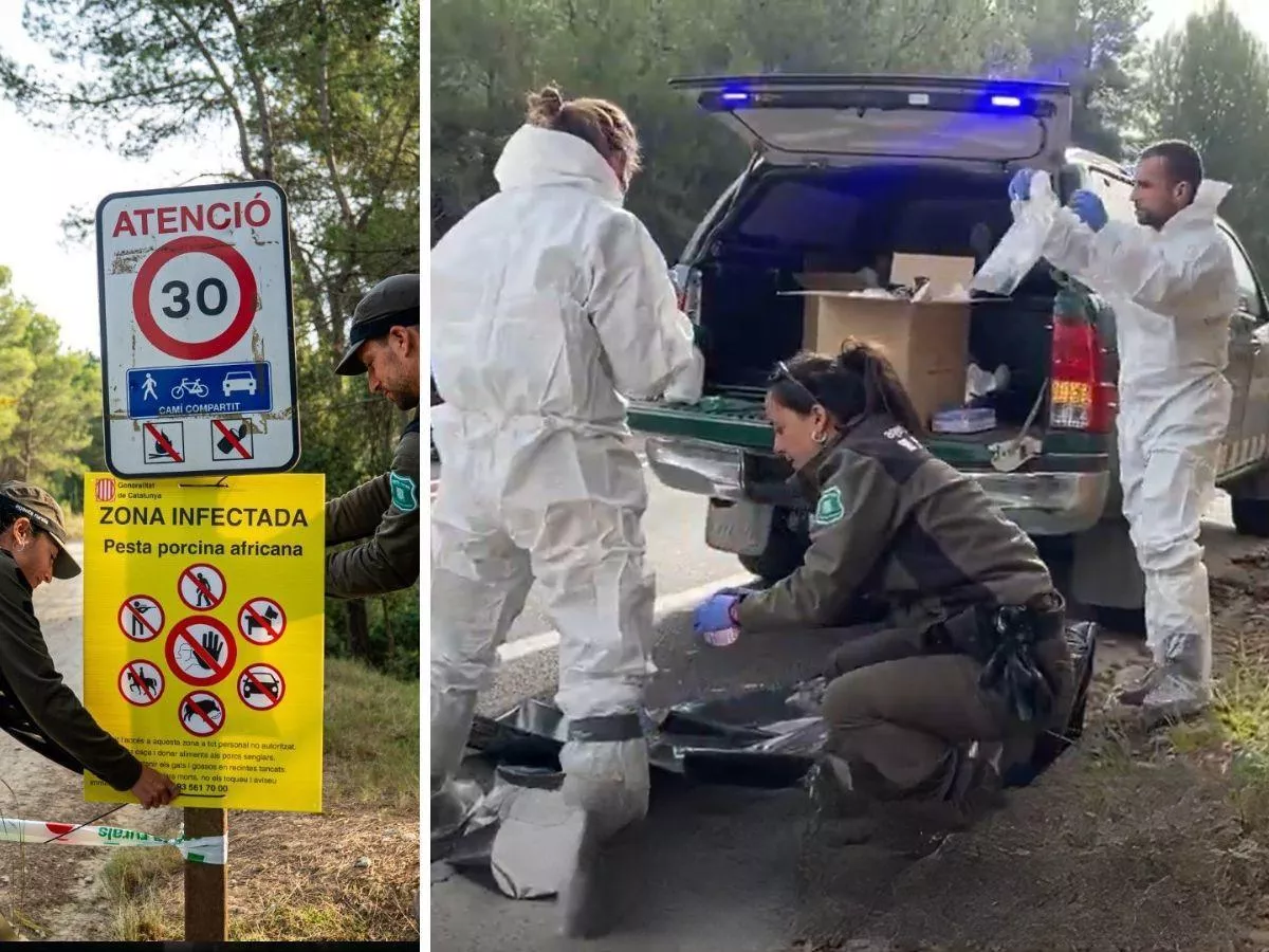 ASF pod Barceloną. Kolejne kraje zamykają granice, a Europie grozi kryzys cenowy