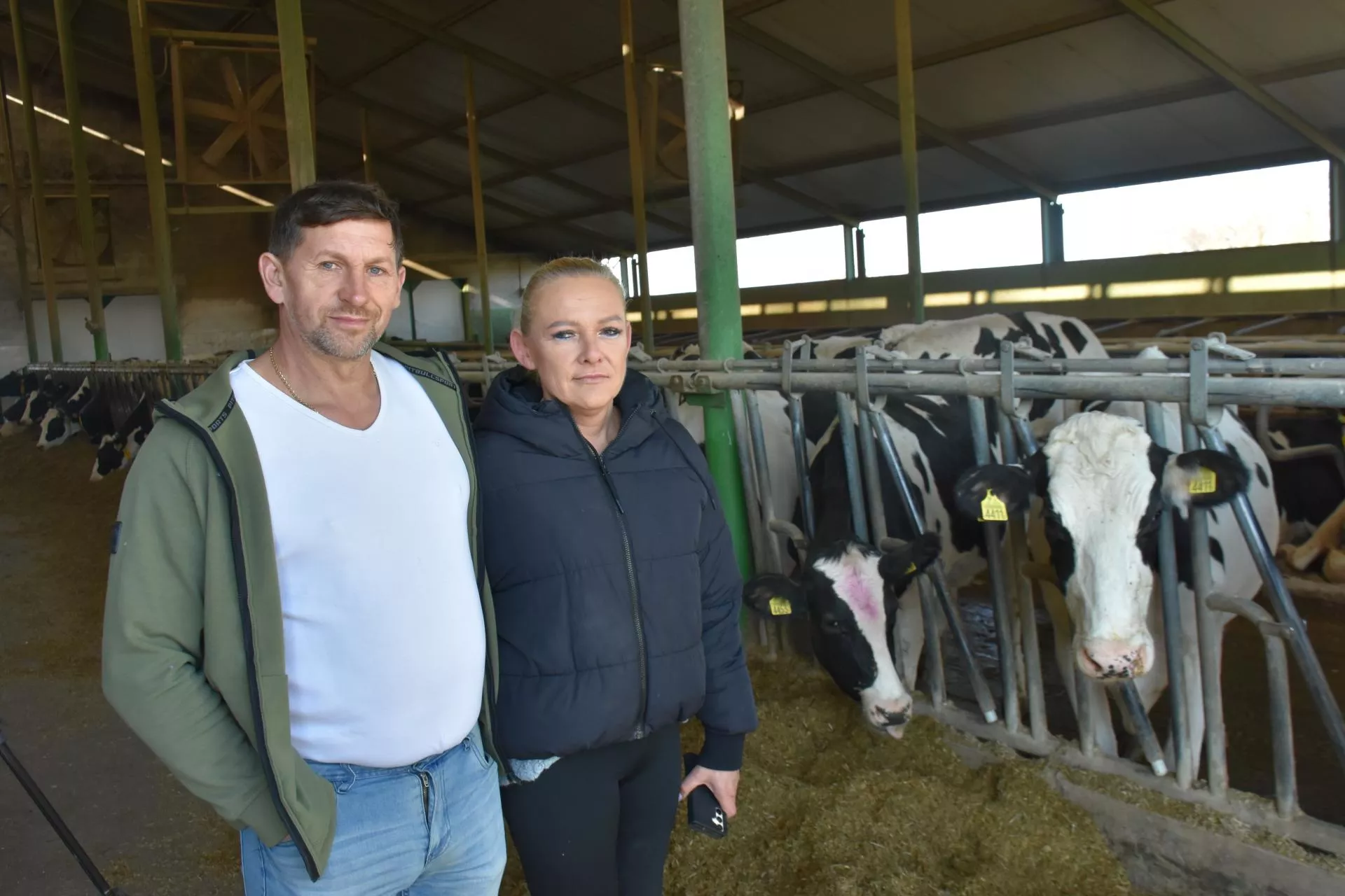 Zamienił ciężką pracę na komfort krów. Efekt? 13 tys. kg mleka