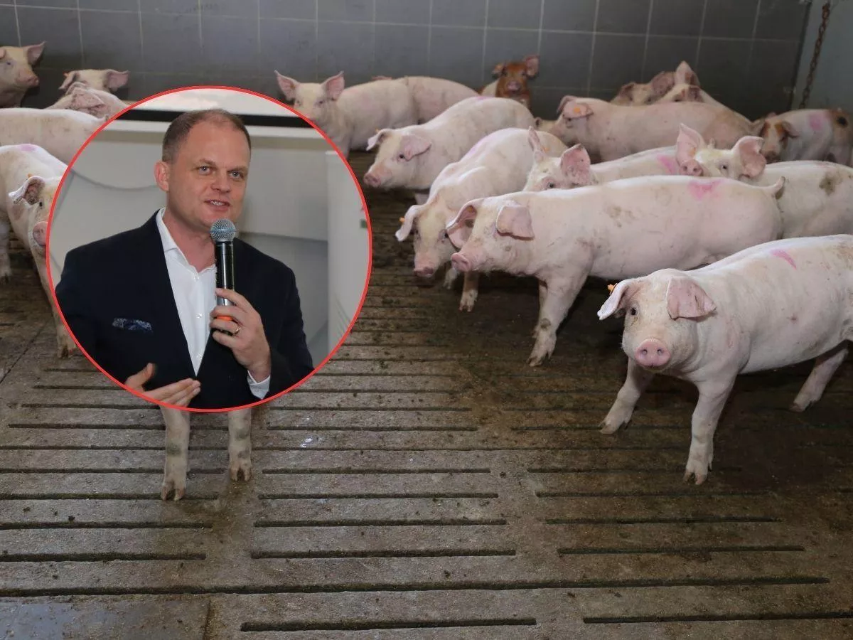 Ceny świń runęły, rolnicy jadą pod zakład. Animex wyjaśnia, co obniża ceny świń