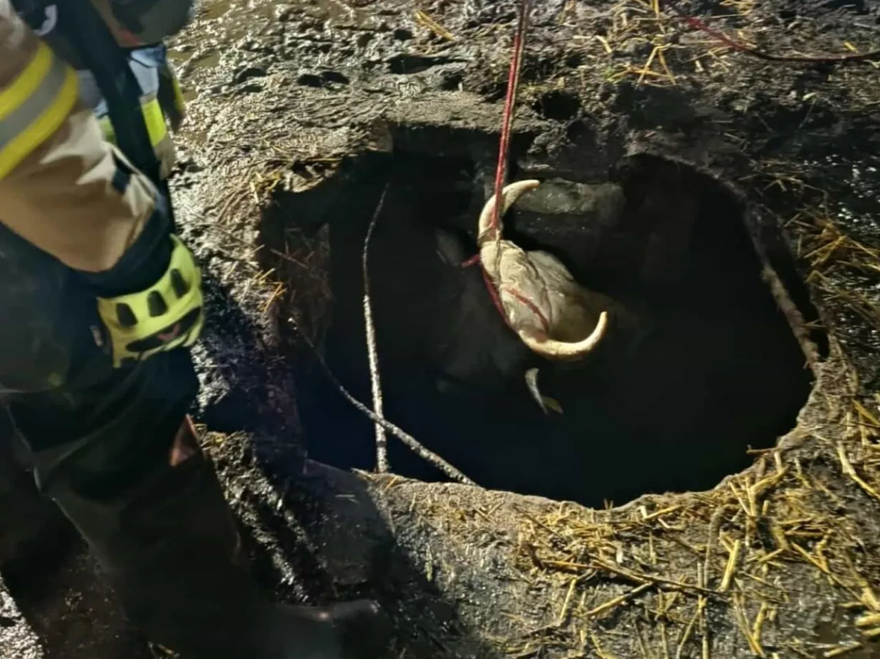 Głowa krowy wystaje z otworu szamba, do którego wpadła