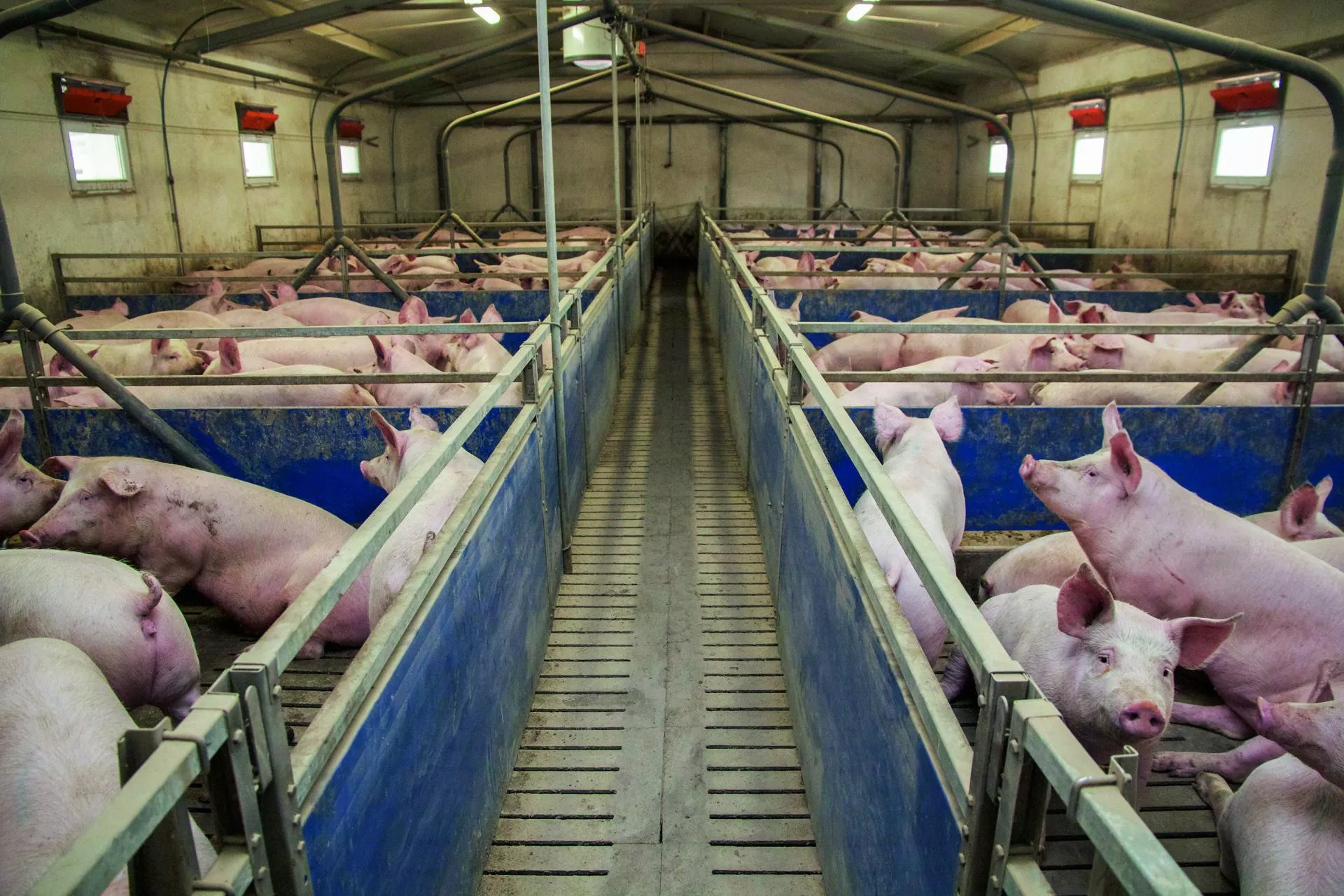 Ceny świń runęły choćby o 50 gr. Ile zakłady płacą za tucznika? [SONDA]