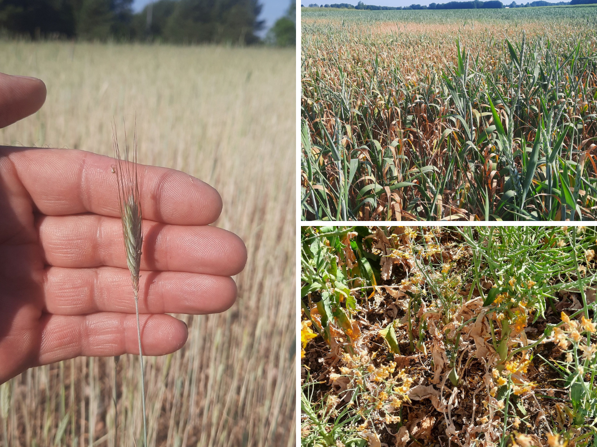 Pomoc suszowa: będzie dodatkowy monitoring na polu? Rząd testuje pomiary