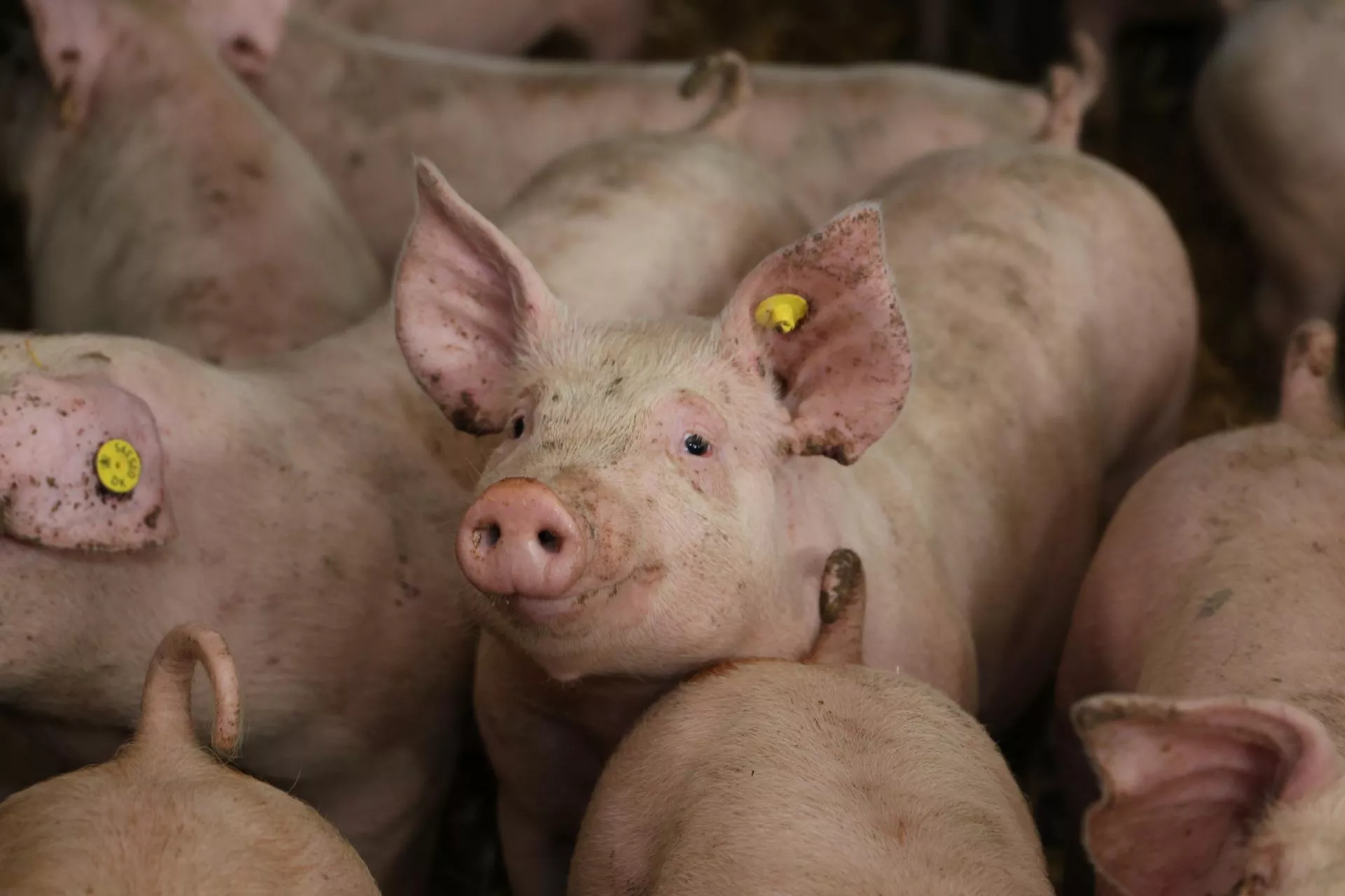 Duńscy rolnicy zarabiają na świniach. Co robią inaczej niż my?