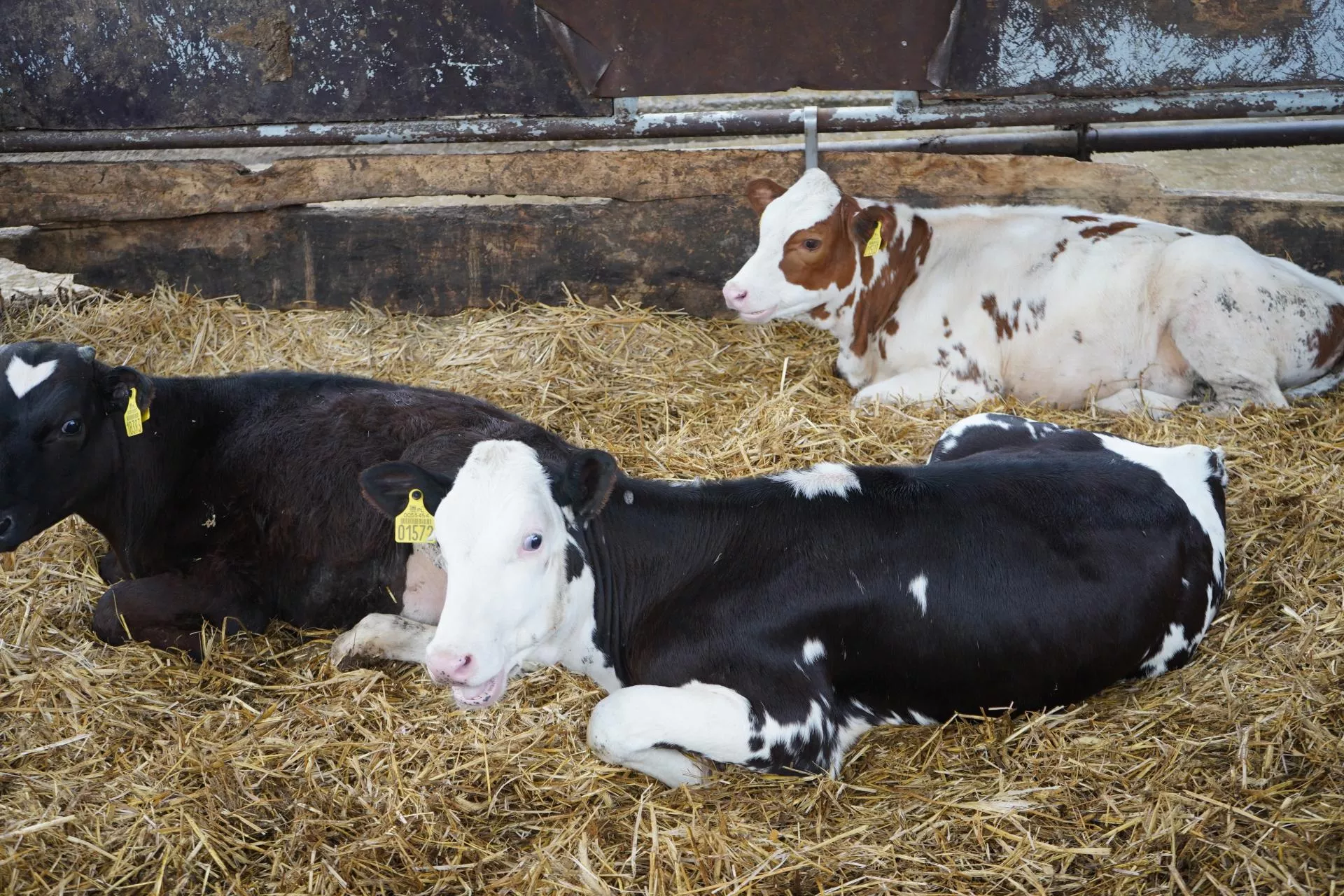 Kiedy pierwszy raz robić racice u jałówek? To najważniejszy moment