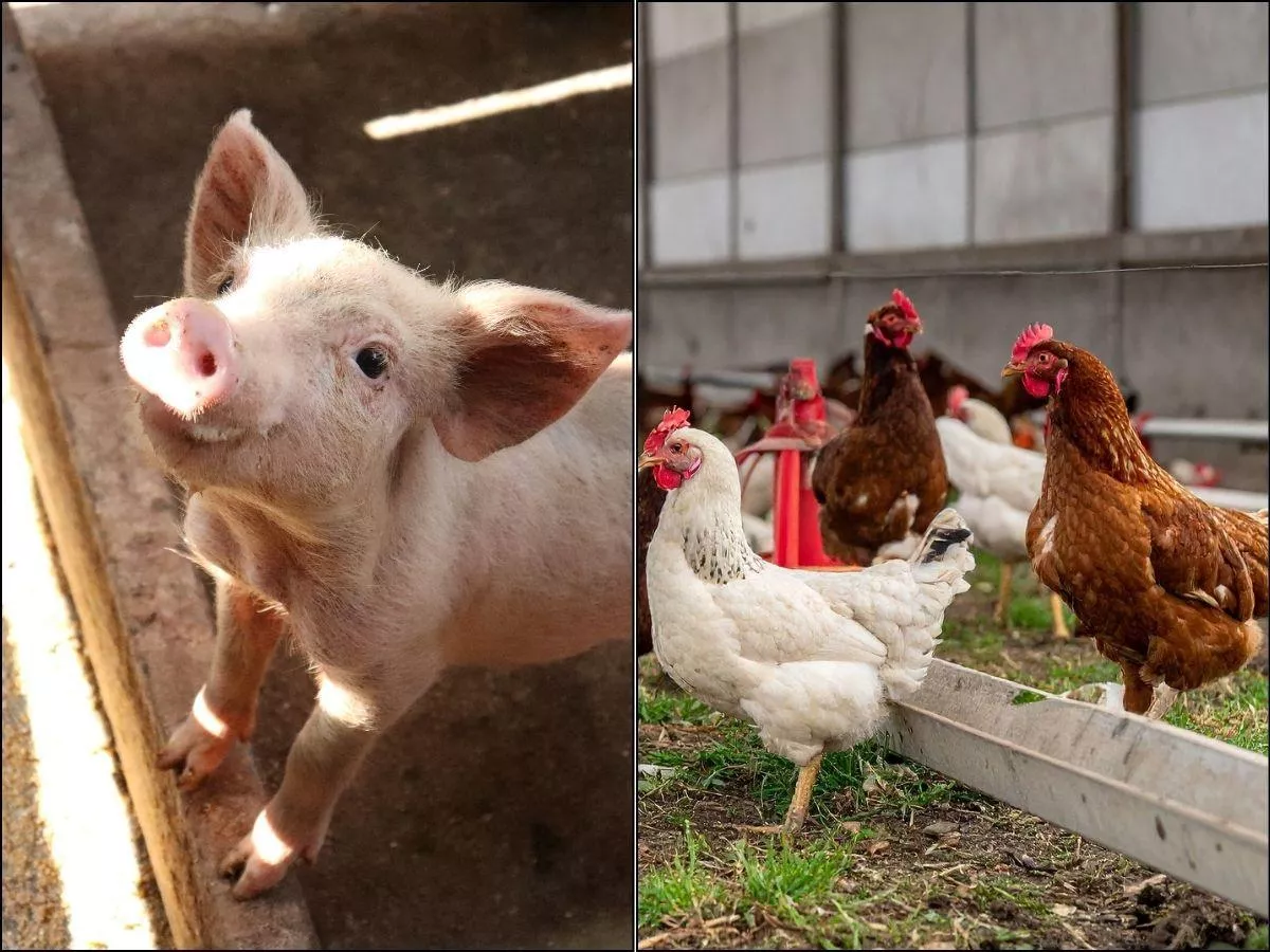 Dzwonią do rolników i pytają o zwierzęta. Po co? [LISTA pytań]