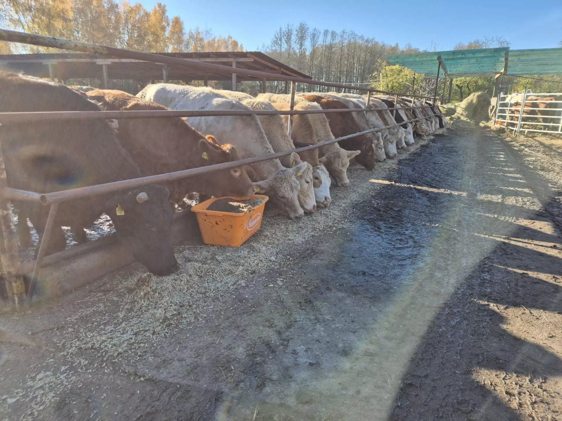 Rolnik nazwany „nieświadomym dywersantem”. Bo walczy o swoje bydło