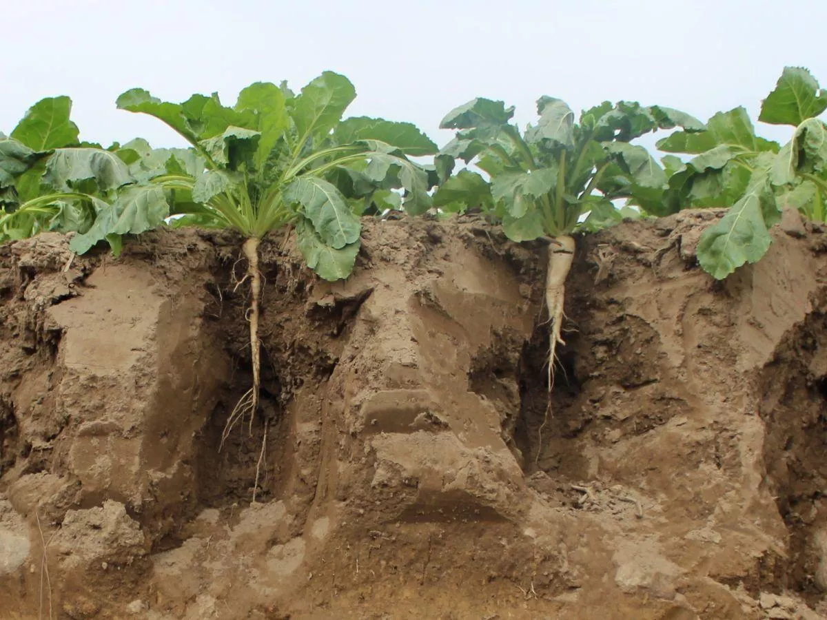 Masz fosfor w glebie, a rośliny głodują? Winne pH i zimna gleba