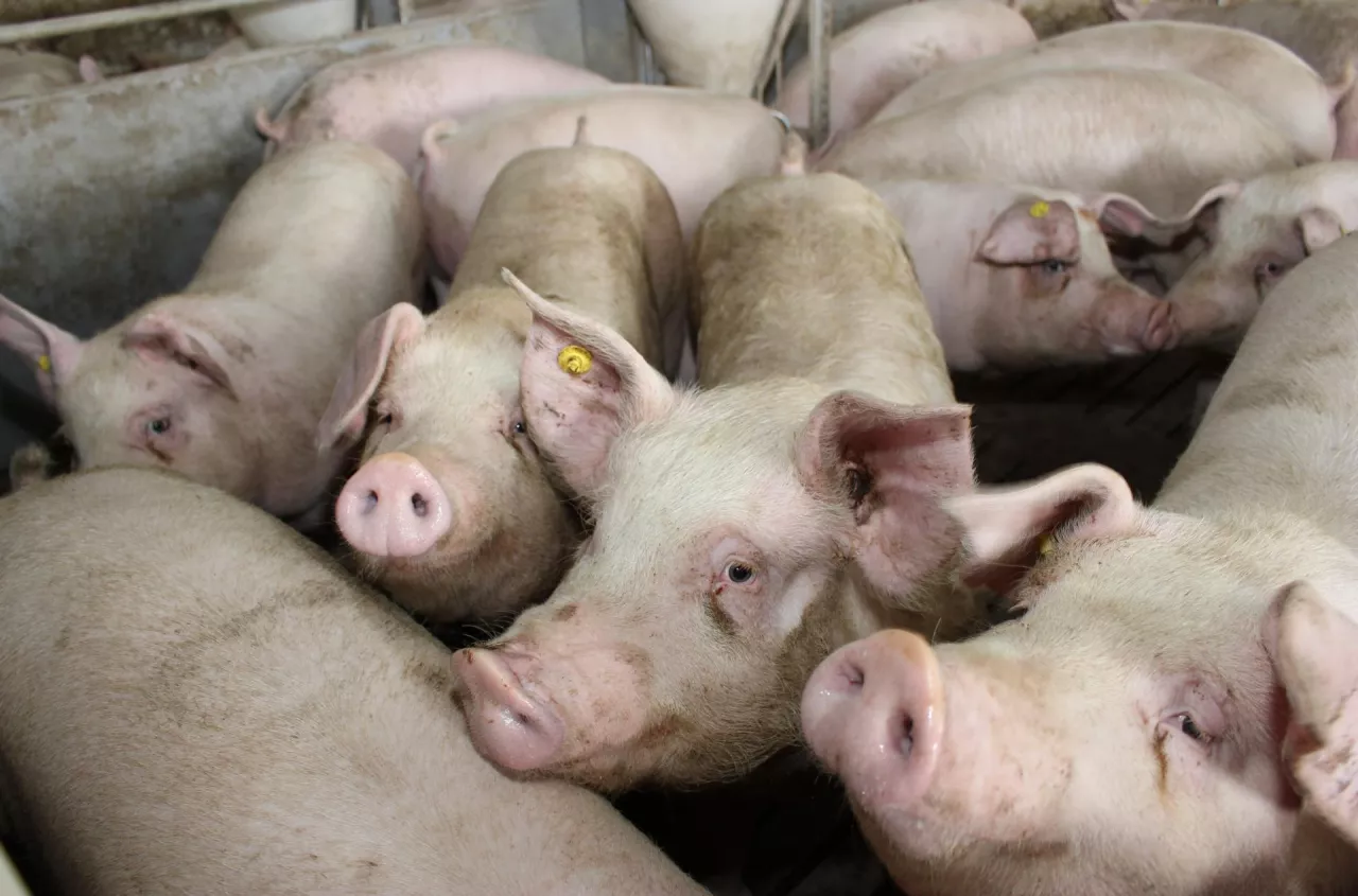 ASF u największego producenta świń w UE. Ceny skupu pod presją