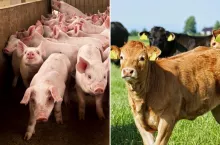 Ceny bydła i świń