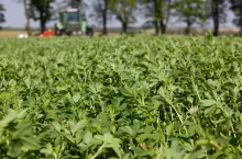 Zbiór bujnej lucerny