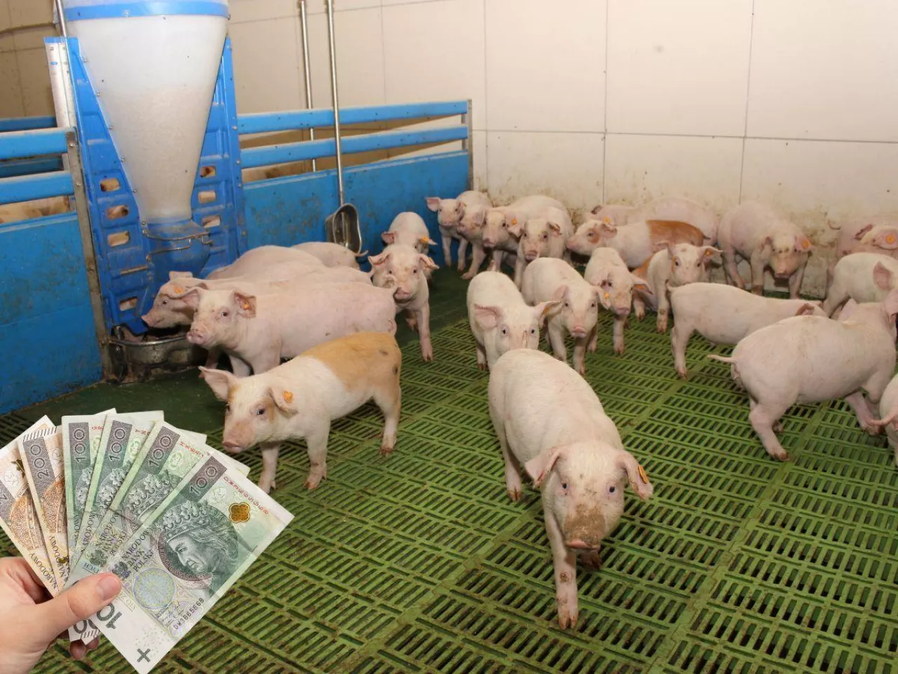 100 zł do prosiaka, 200 zł do tucznika. Dopłaty pomogą rolnikom?