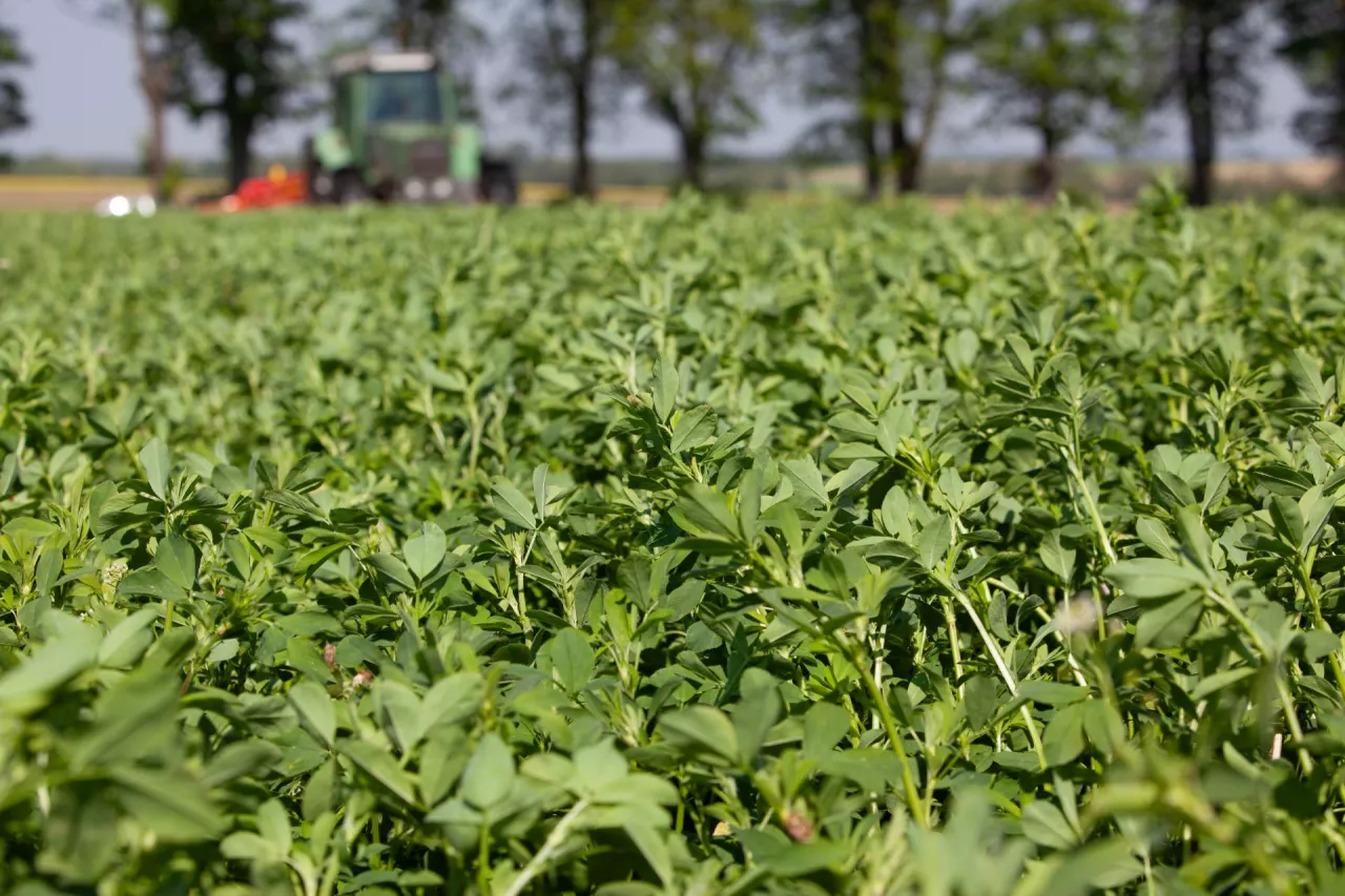 Zbiór bujnej lucerny