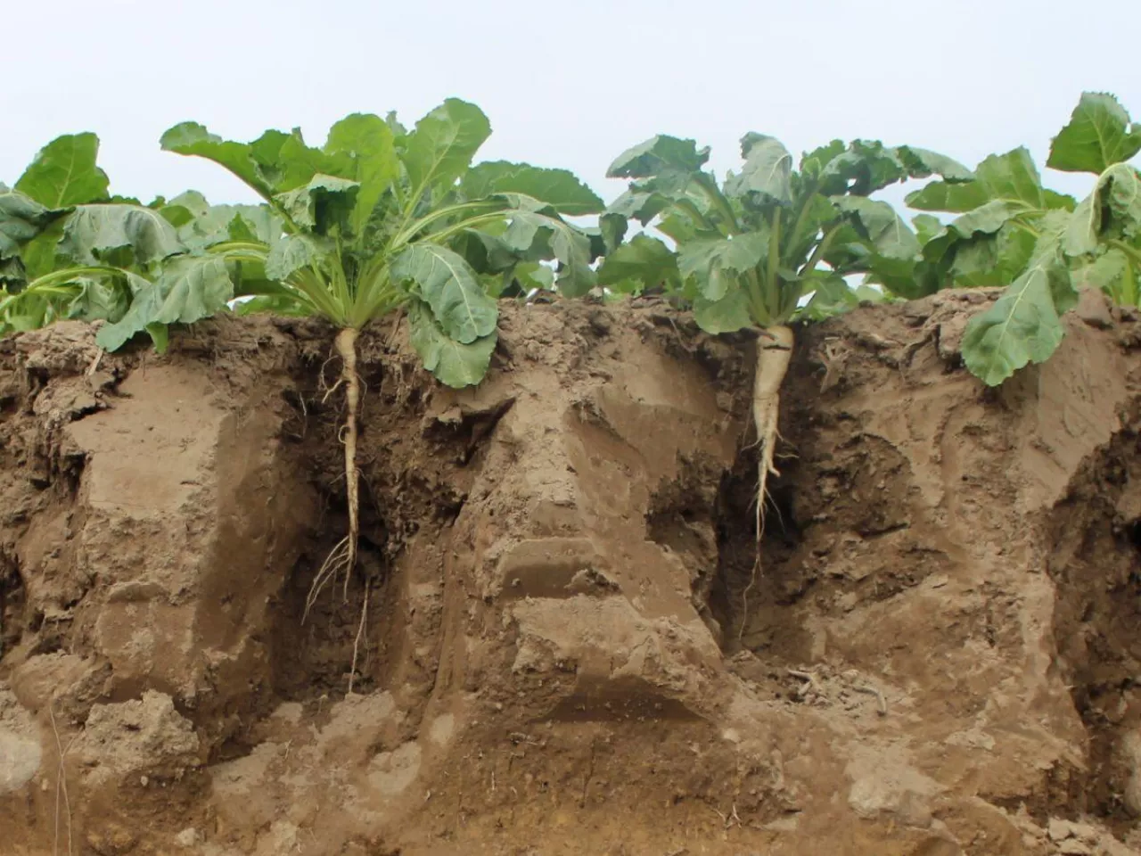 Masz fosfor w glebie, a rośliny głodują? Winne pH i zimna gleba
