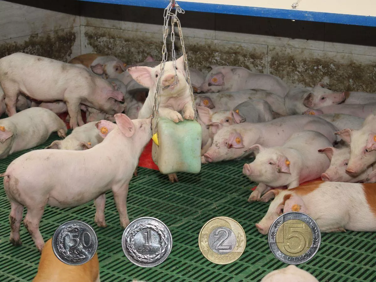 Prosięta staniały o 30 zł w tydzień. Jakie są ceny prosiąt w Polsce? [SONDA]