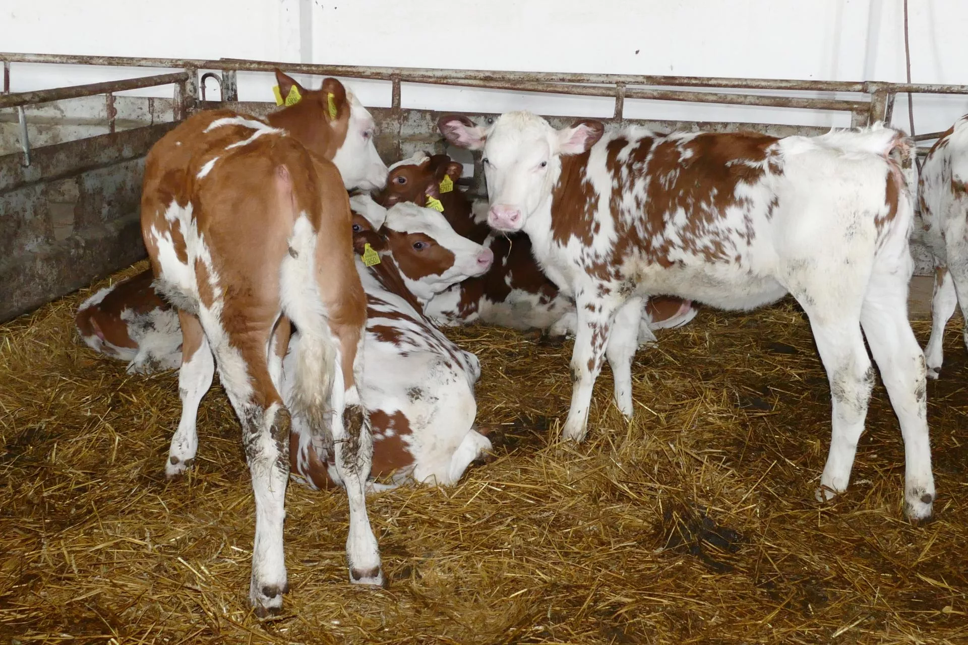 Hodowcy często tego nie sprawdzają. Jałówki wchodzą w laktację już chore