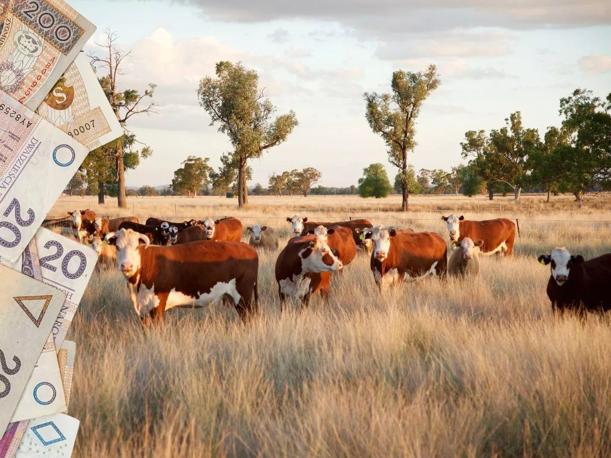 Bydło QMP: ile możesz zarobić? Sprawdź w kalkulatorze korzyści