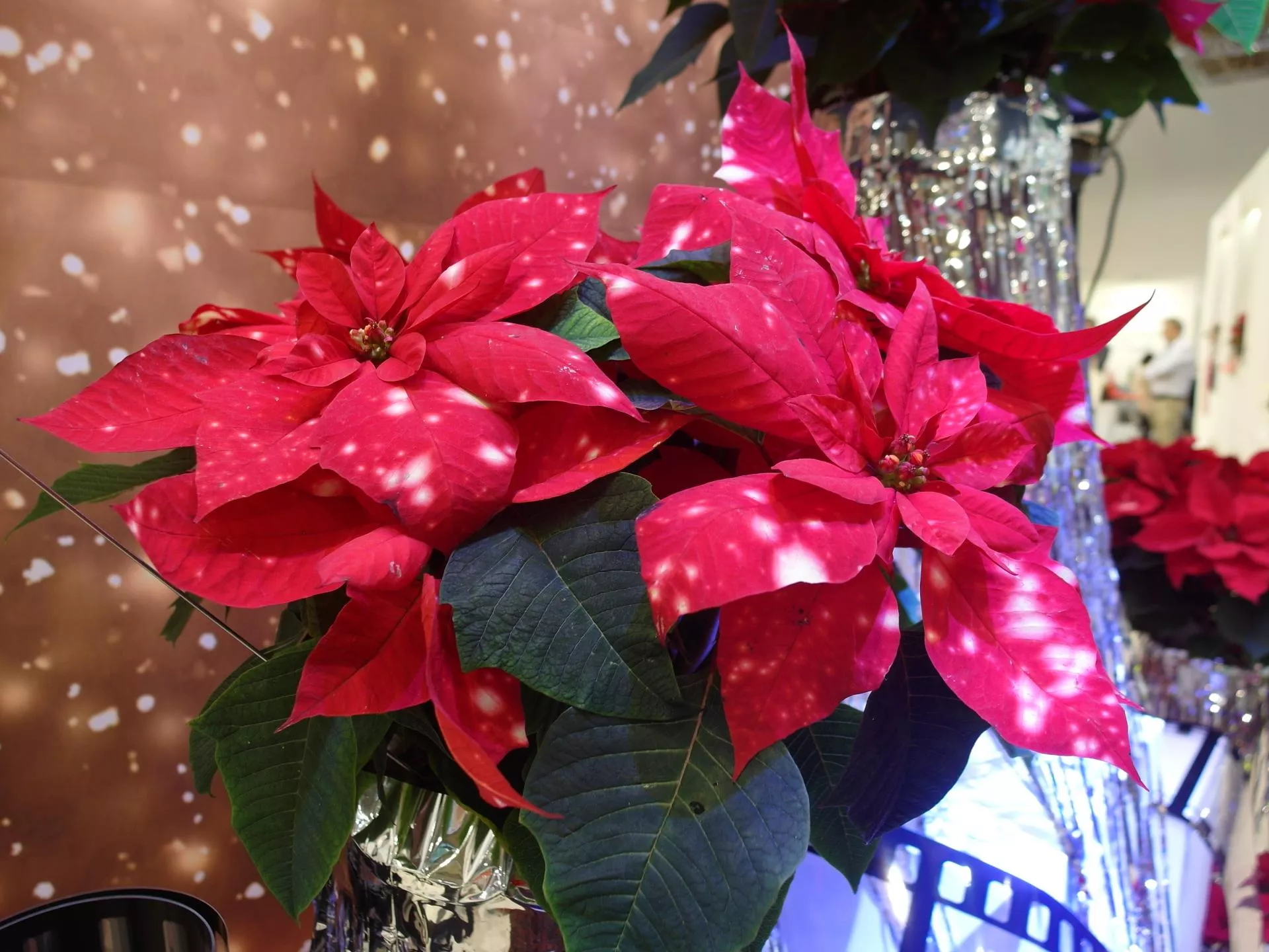 Gwiazda betlejemska nie tylko czerwona. Nowe odmiany zaskakują kolorem i kształtem