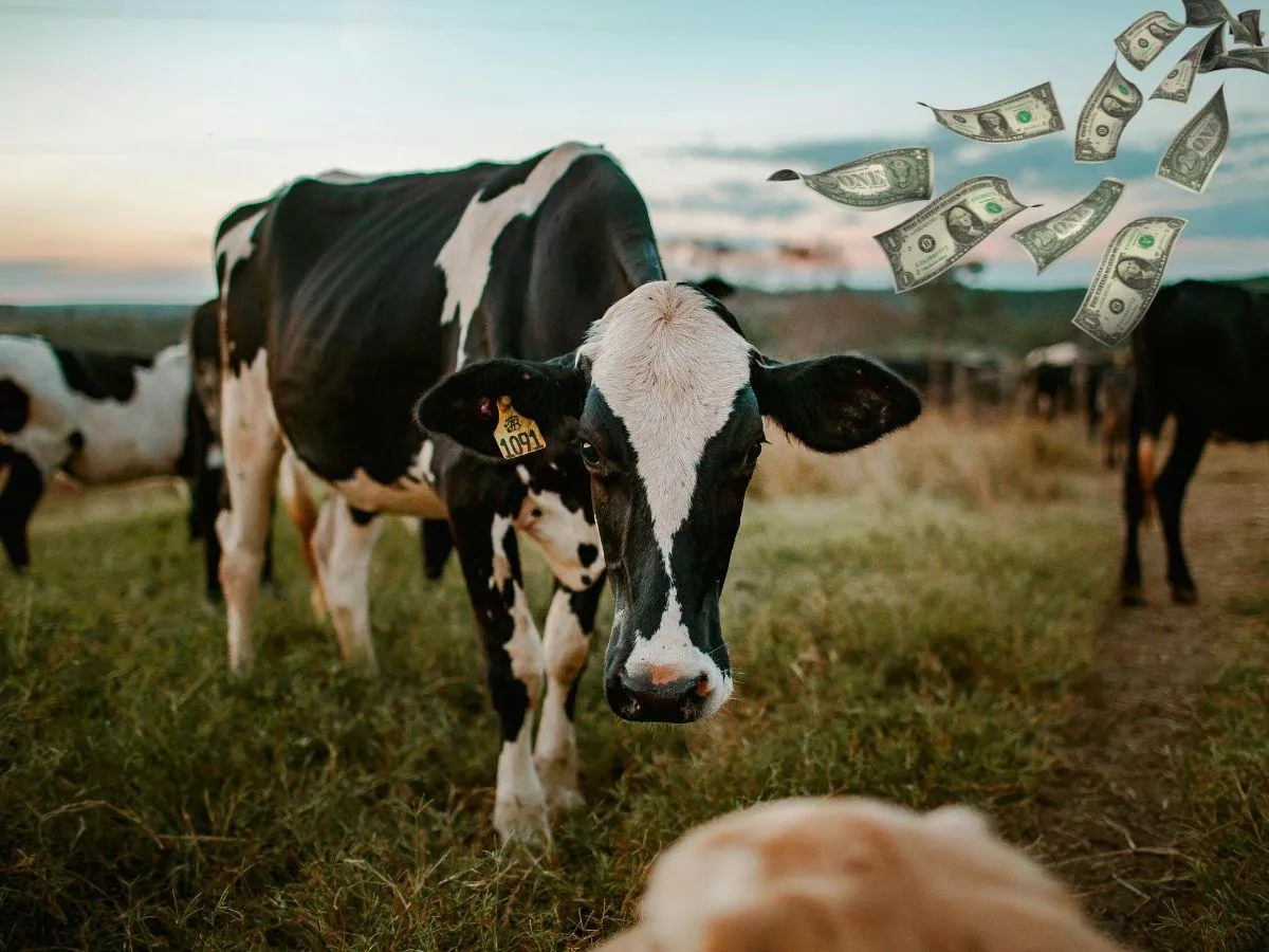 USA zalane mlekiem. Nadpodaż uderza w ceny skupu w Polsce