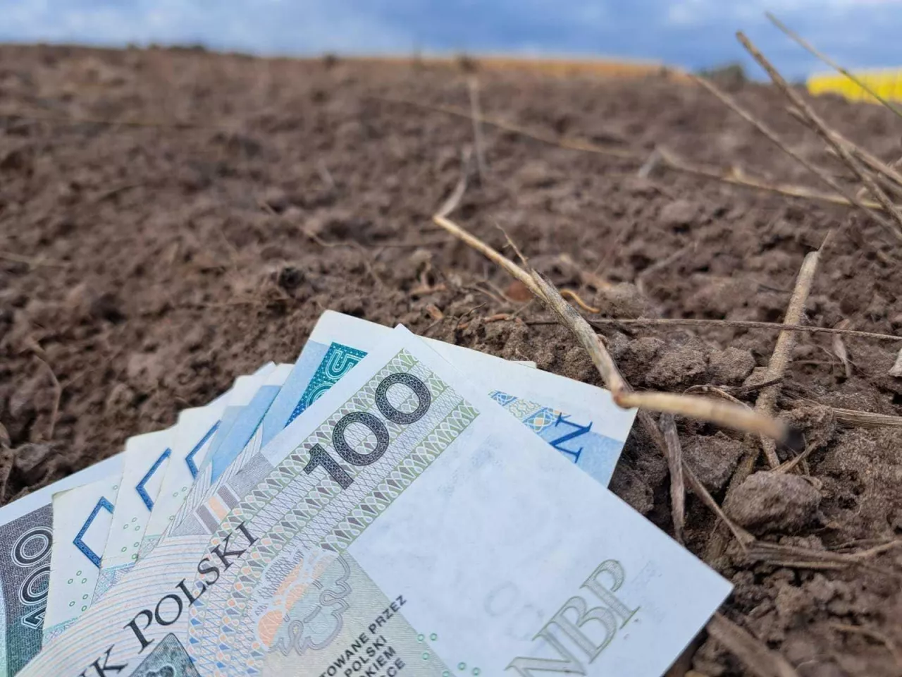 Resort rolnictwa poinformował naszą redakcję, że w bankach trwa ocena złożonych wniosków kredytowych, dlatego na obecnym etapie nie jest jeszcze znana ostateczna liczba udzielonych kredytów i ich wartość.