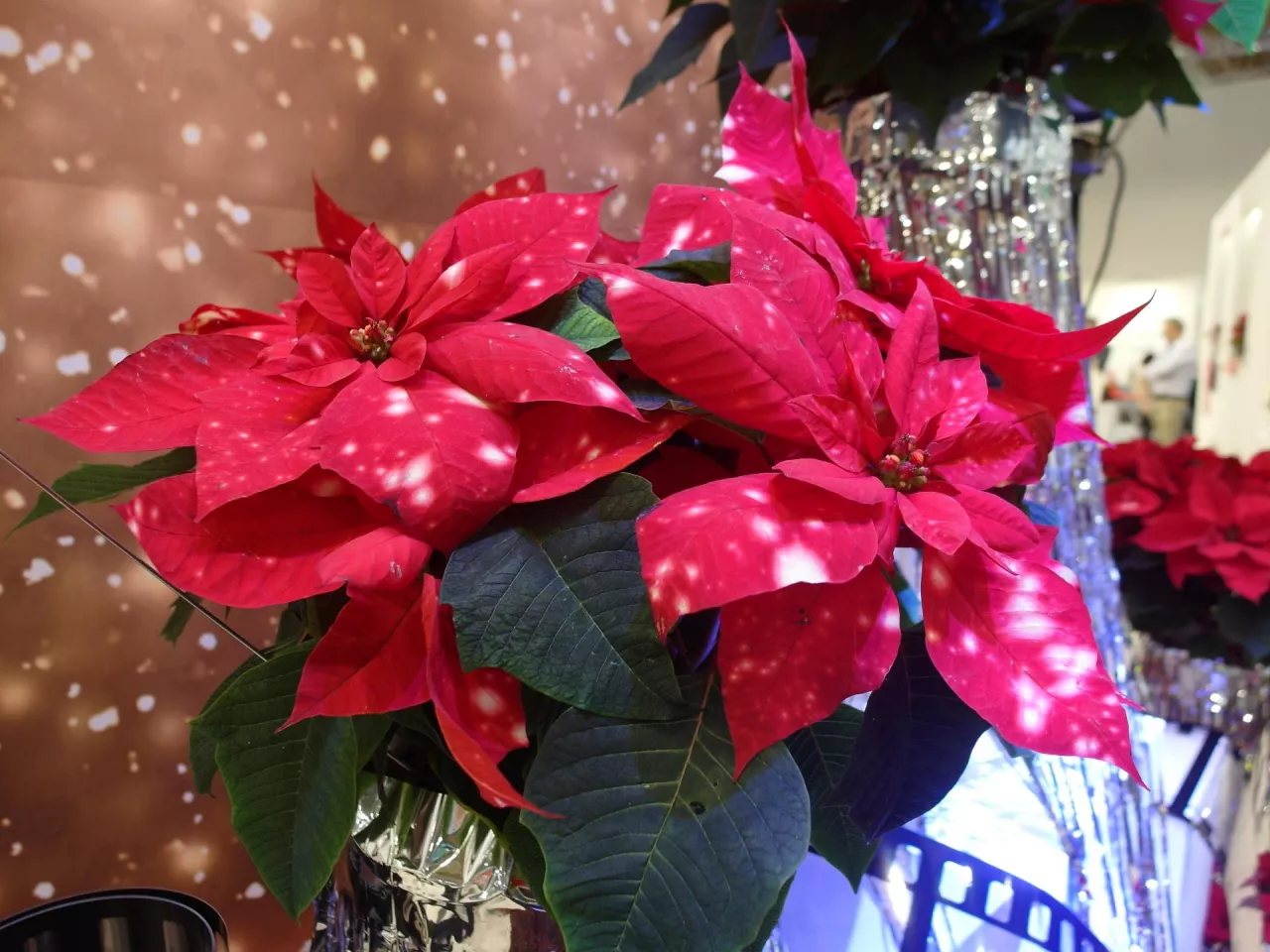 Poinsecja Fantasy Star