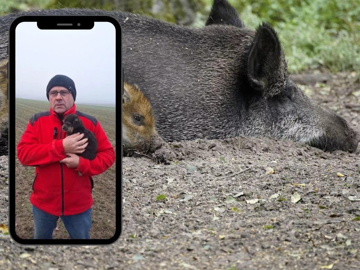 „Mieliśmy tego nie zauważyć”. Rolnik ostro o próbie rozsiania zarazy