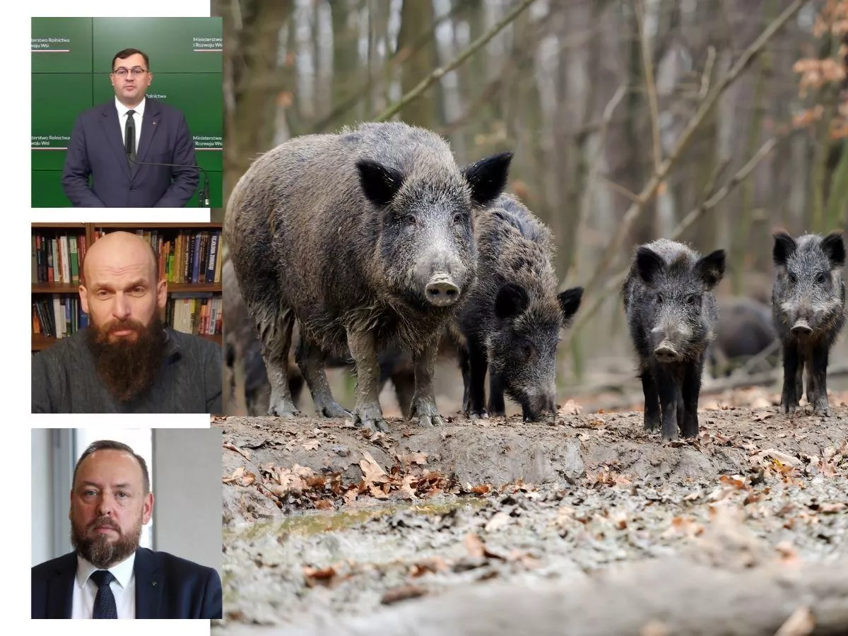 Kolejne padłe dziki pod Piotrkowem. "Rolników czeka nowa rzeczywistość"