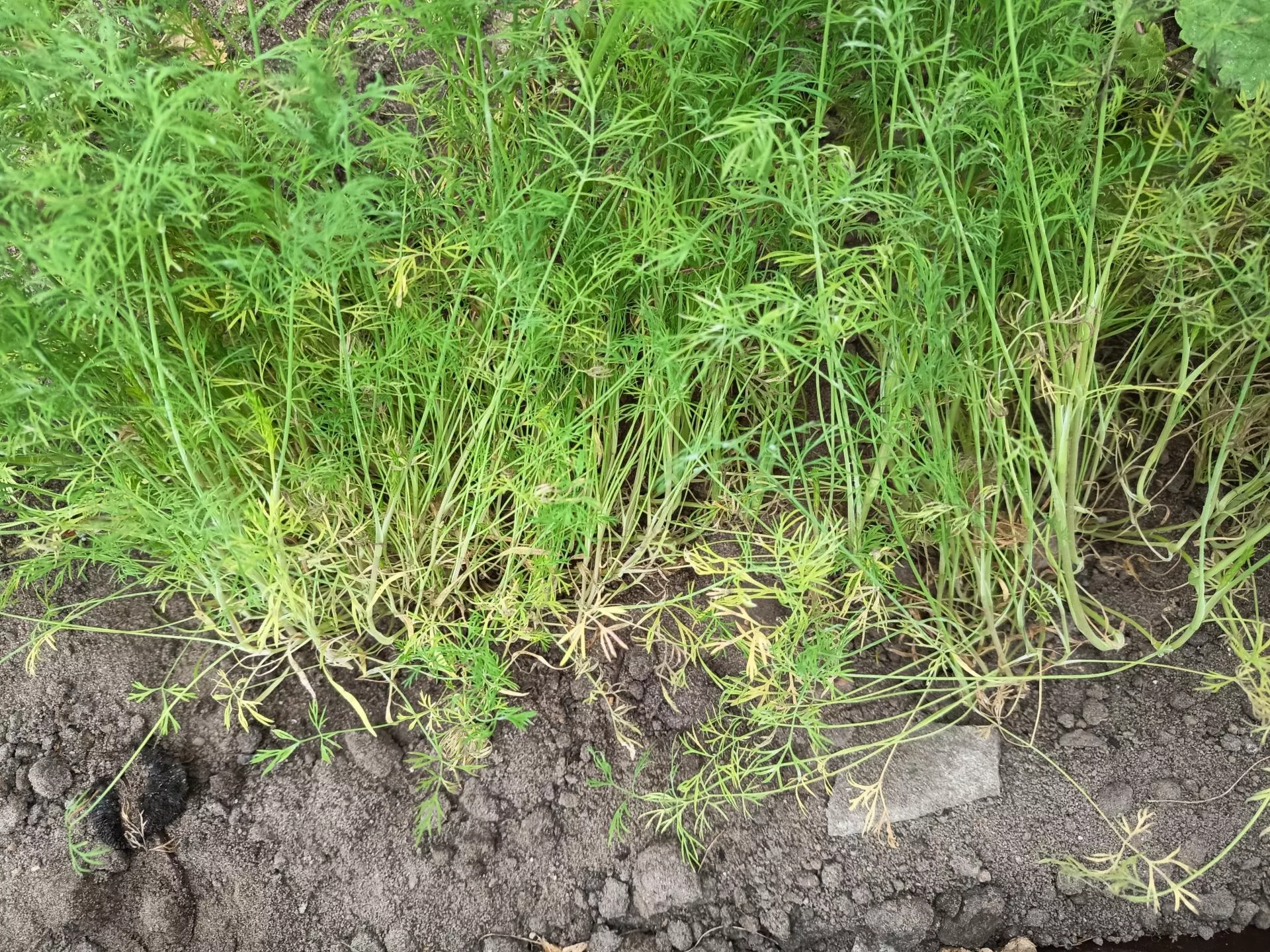 Chcesz mieć plon 2 tygodnie wcześniej? Wysiej to zimą