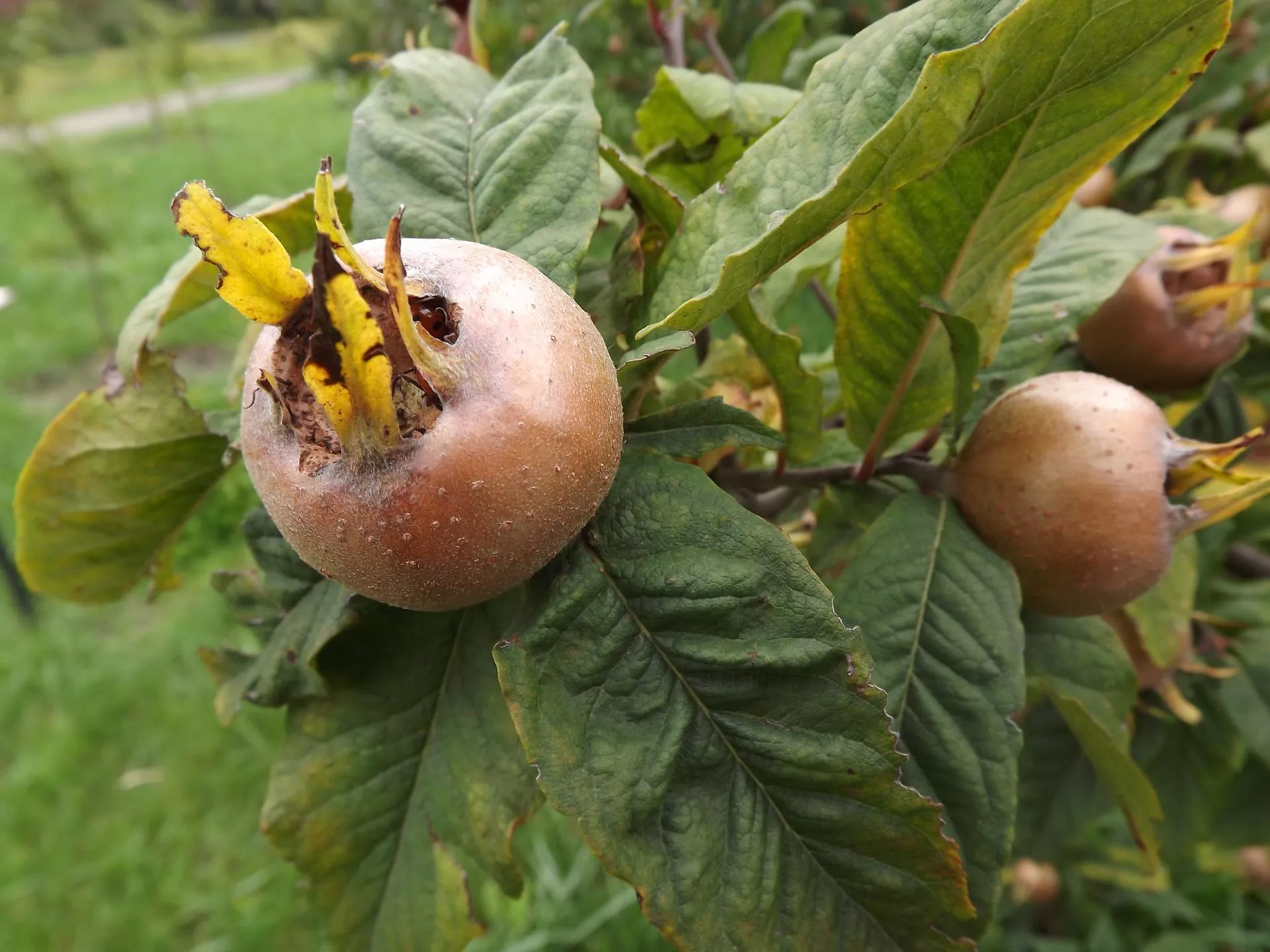 Po mrozie staje się słodki. Zapomniany owoc z polskich ogrodów
