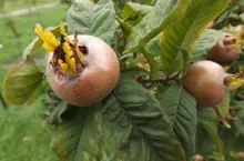 Owoce nieszpułki zbieramy w grudniu. Najlepsze w smaku są po przemarznięciu