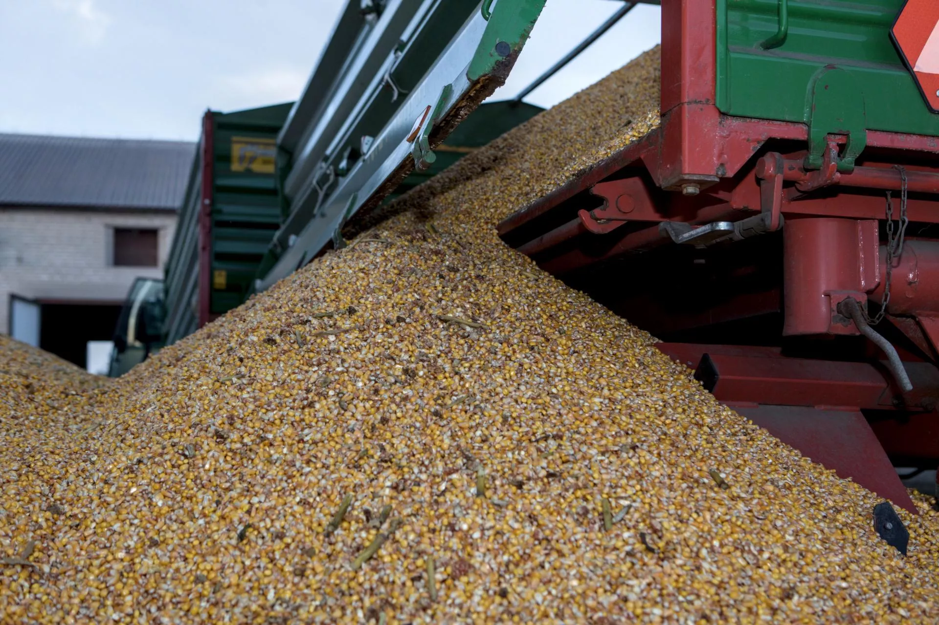 Oszukany na kukurydzy. Rolnik stracił ponad 300 tys. zł