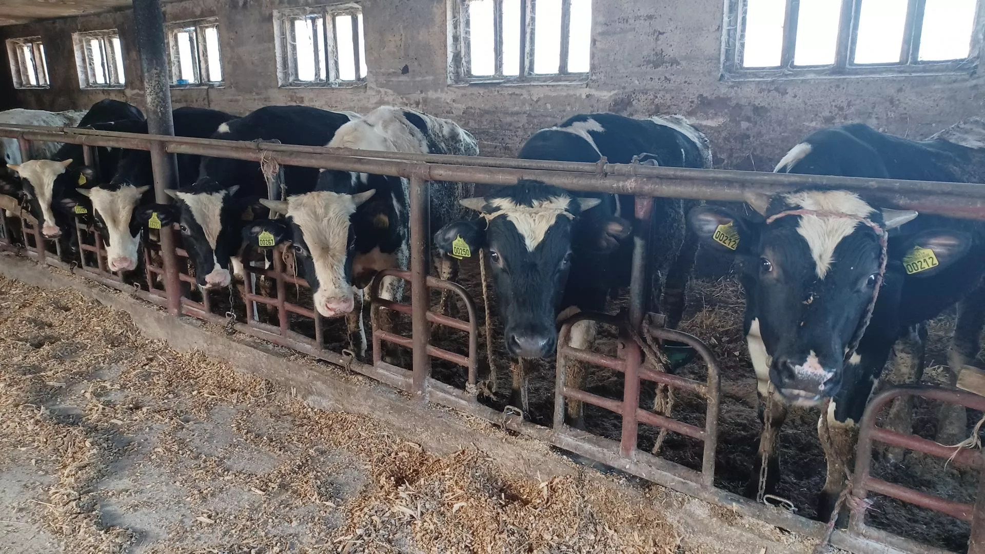 Przez wypadek zrezygnował z mleka. Dziś pokazuje, jak zarabiać na opasach HF