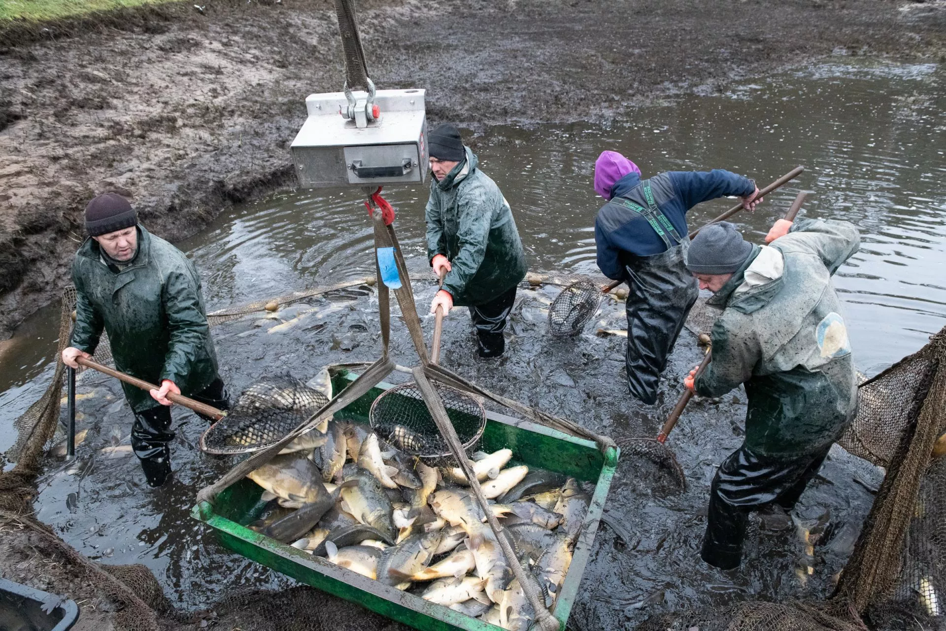 Karp coraz droższy w produkcji. Ile rolnik zarobi dziś na stawie?
