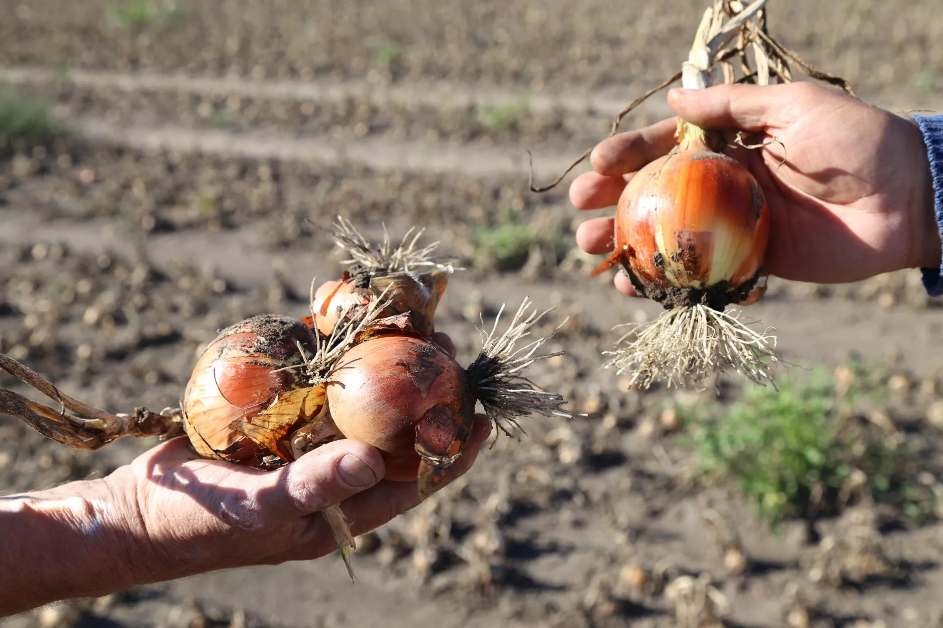 Jak zwiększyć plon cebuli? Eksperci podsumują sezon 2025 i doradzą na 2026 rok