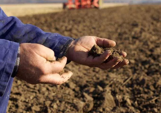 Podatek za samozbiory. Który rolnik zapłaci, a który nie?