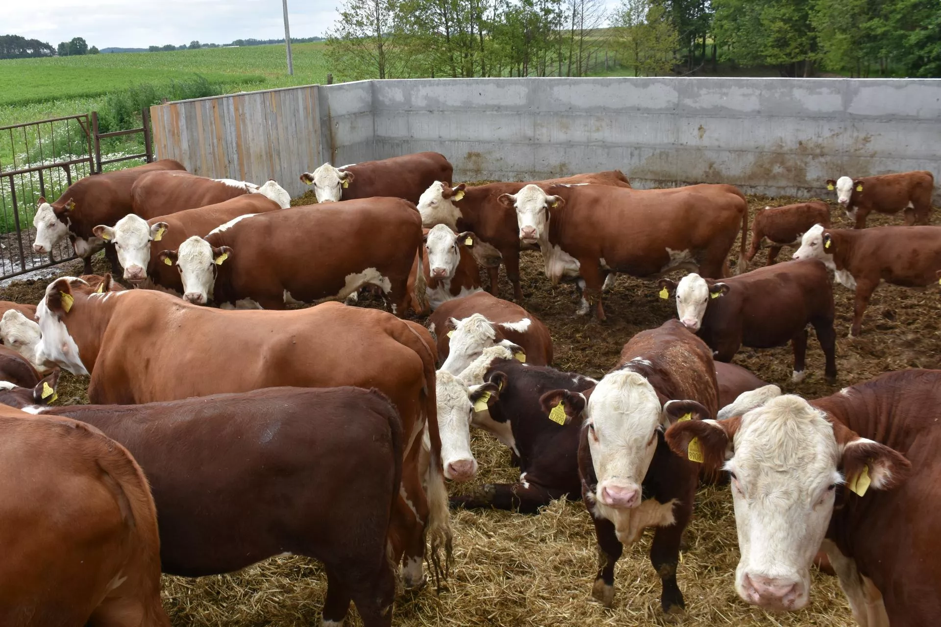 Byki droższe choćby o 50 gr. Sprawdziliśmy, jakie są aktualne ceny bydła w Polsce [SONDA]