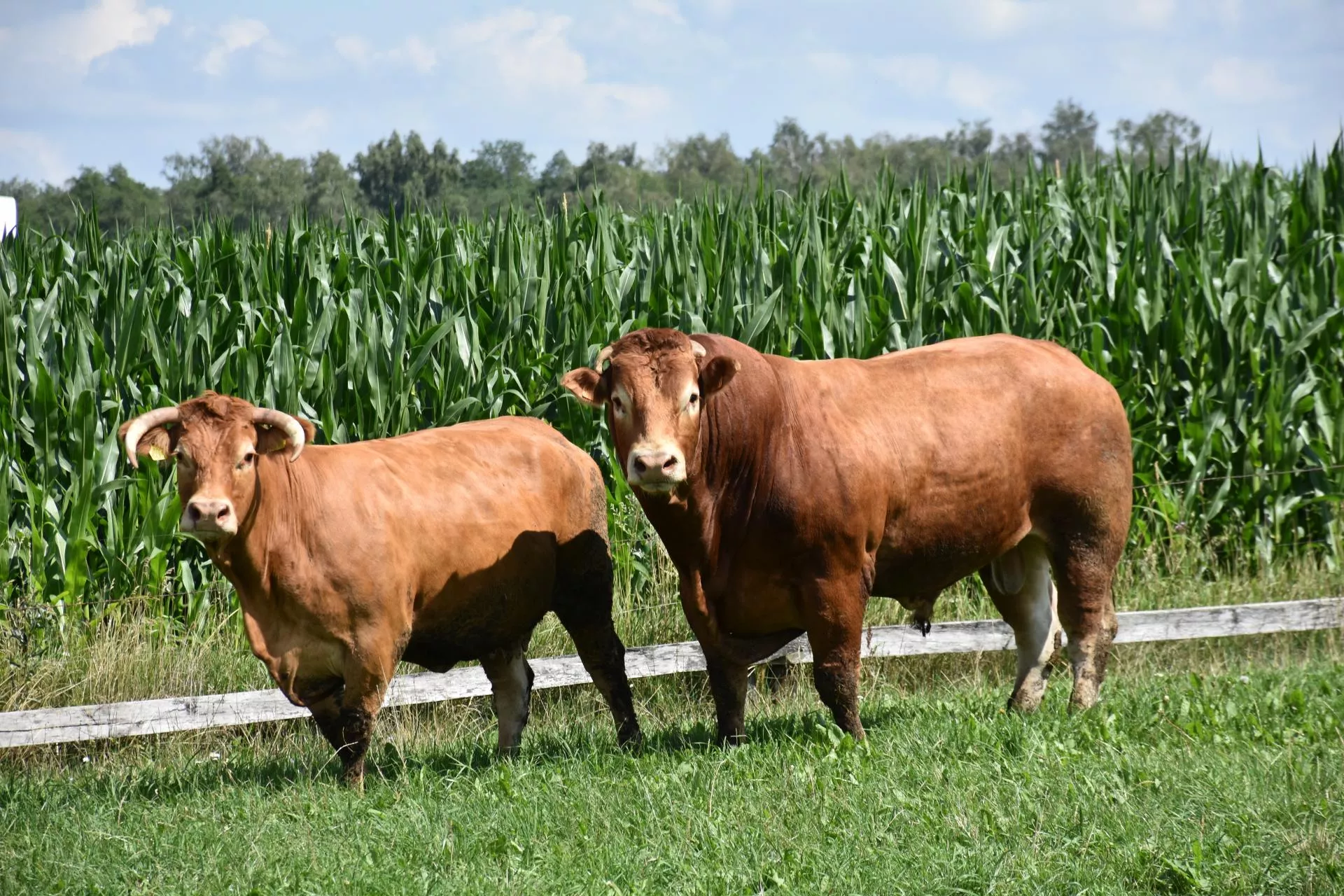 Czy w 2026 roku będą dopłaty do buhaja? ARiMR odpowiada