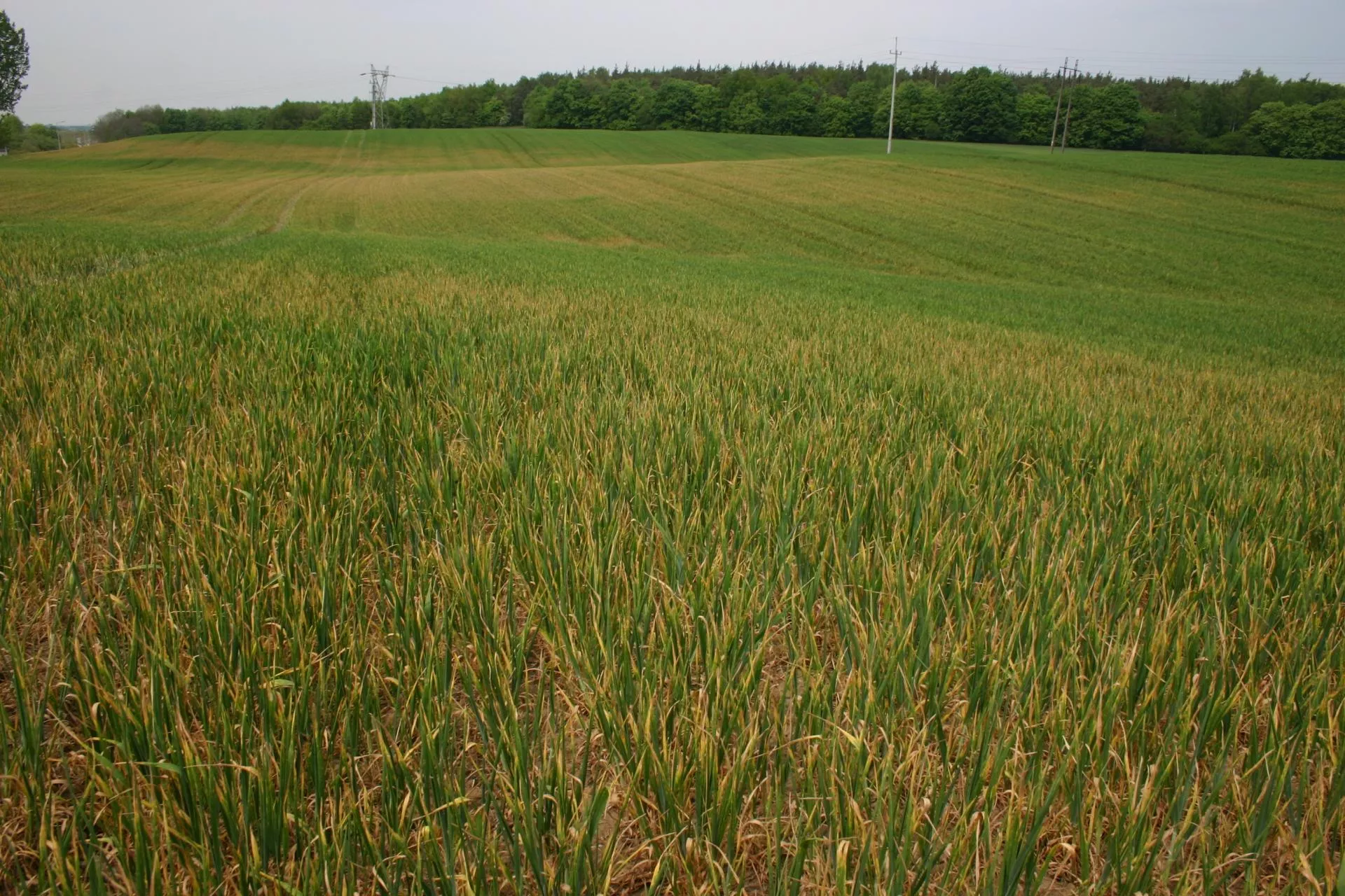 Koniec zaniżania szkód? ARiMR szykuje nową „aplikację klęskową” dla rolników