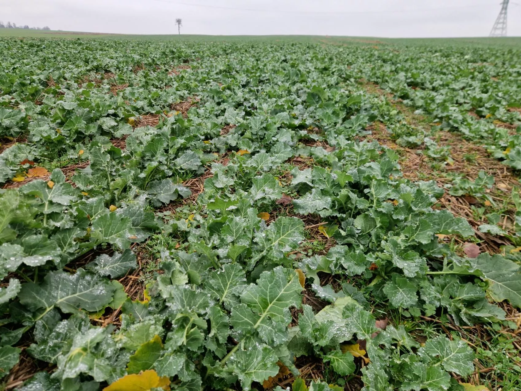 KE usuwa kolejne substancje. Które? Czy da się jeszcze ochronić zboża i rzepak?