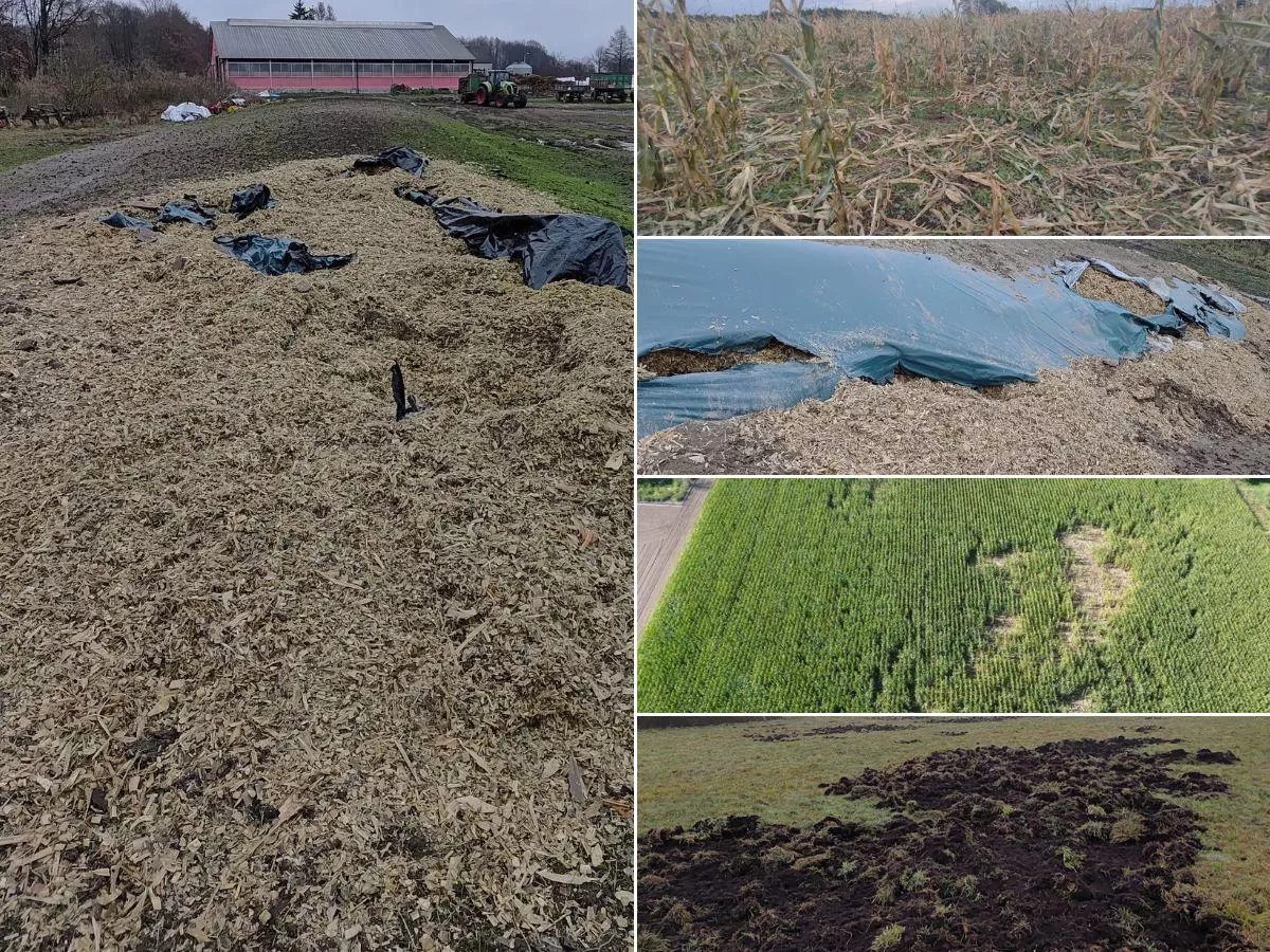 Pasza zniknęła, uprawy zniszczone. Rolnicy: za chwilę zbankrutujemy